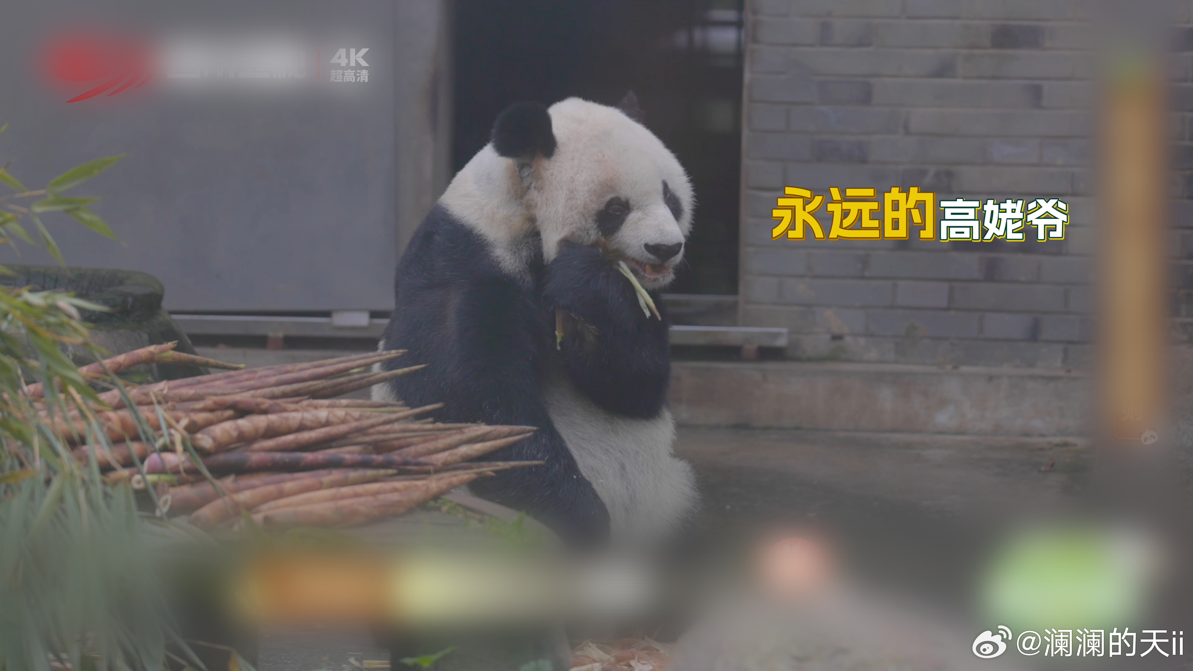 【被救助的大熊猫为什么一般都姓紫】来玩个猜谜：“紫”姓熊猫的共同点是什么？答：它