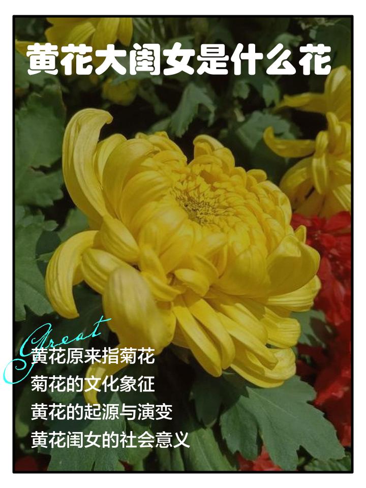 黄花大闺女的花是什么花？
      “黄花大闺女”中的“花”指菊花。古代年轻女