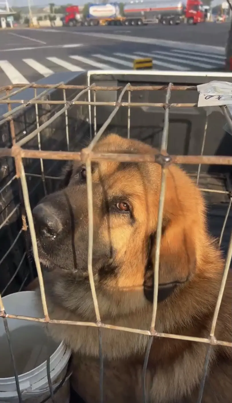 外配宝龙母獒从山东出发，后天到达甘肃。