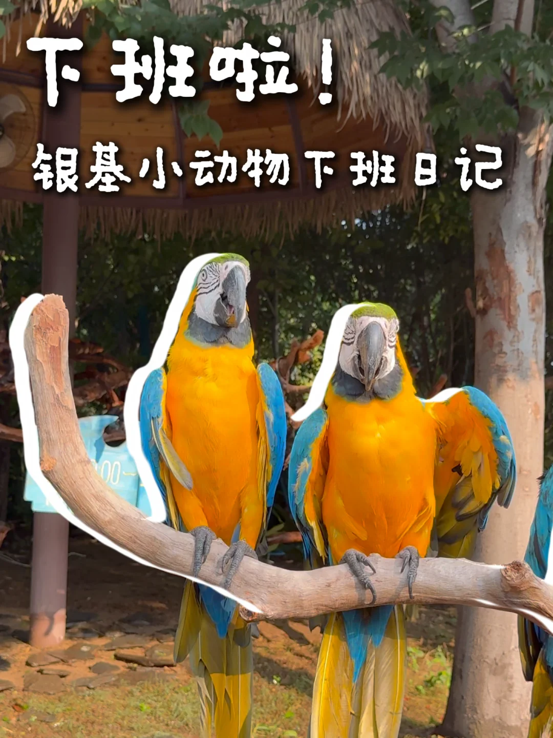 银基动物们下班姿势大赏！🐯🐘🐦🦚💨