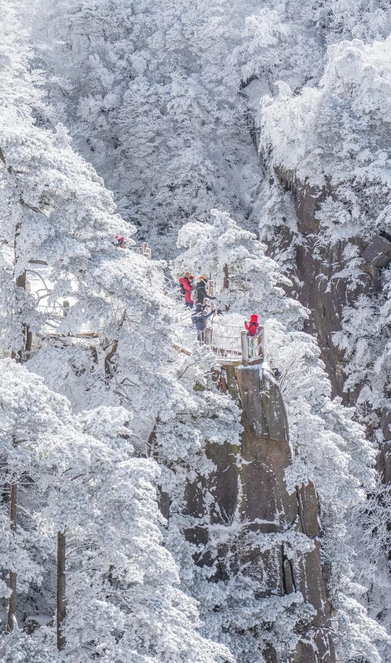 黄山的玉树琼枝...