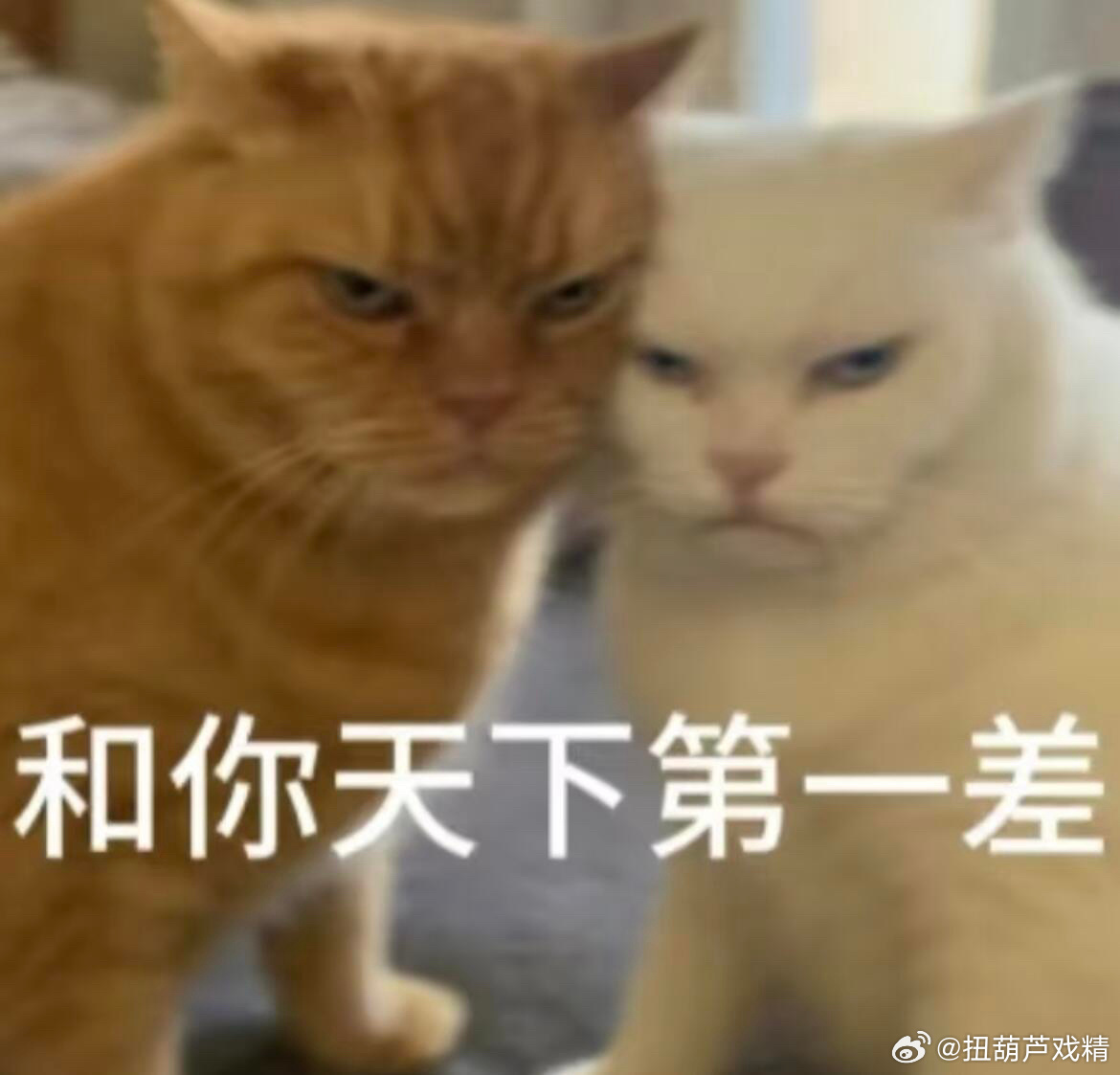 虫子因为杨幂提名，最近不舒服…… 