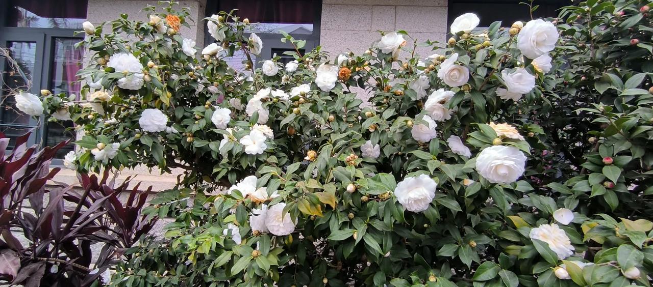 这样白茶花🌸树龄巳有将近70年了！