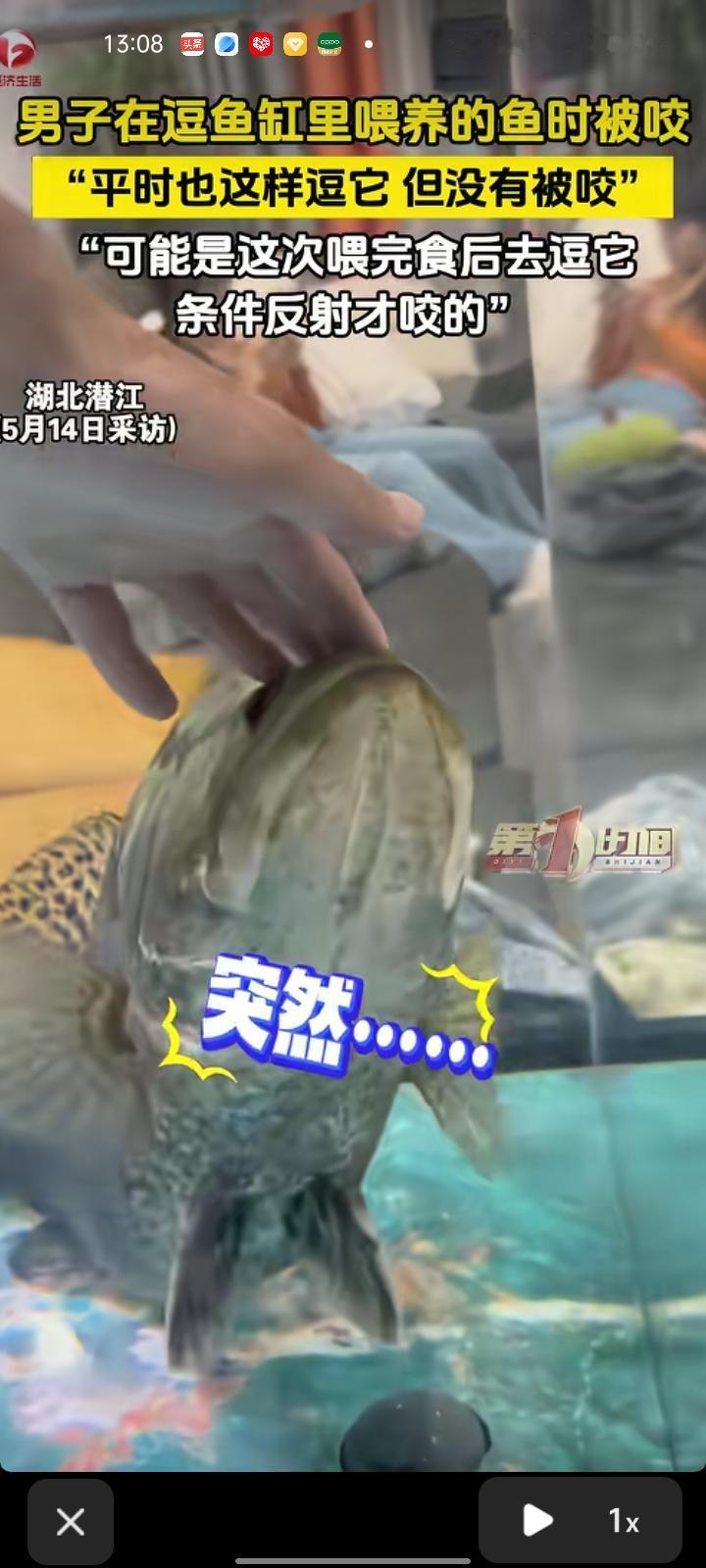 5月13日，湖北潜江。网友发视频称，自己逗鱼缸里的鱼被咬了，这鱼大概12斤左右，