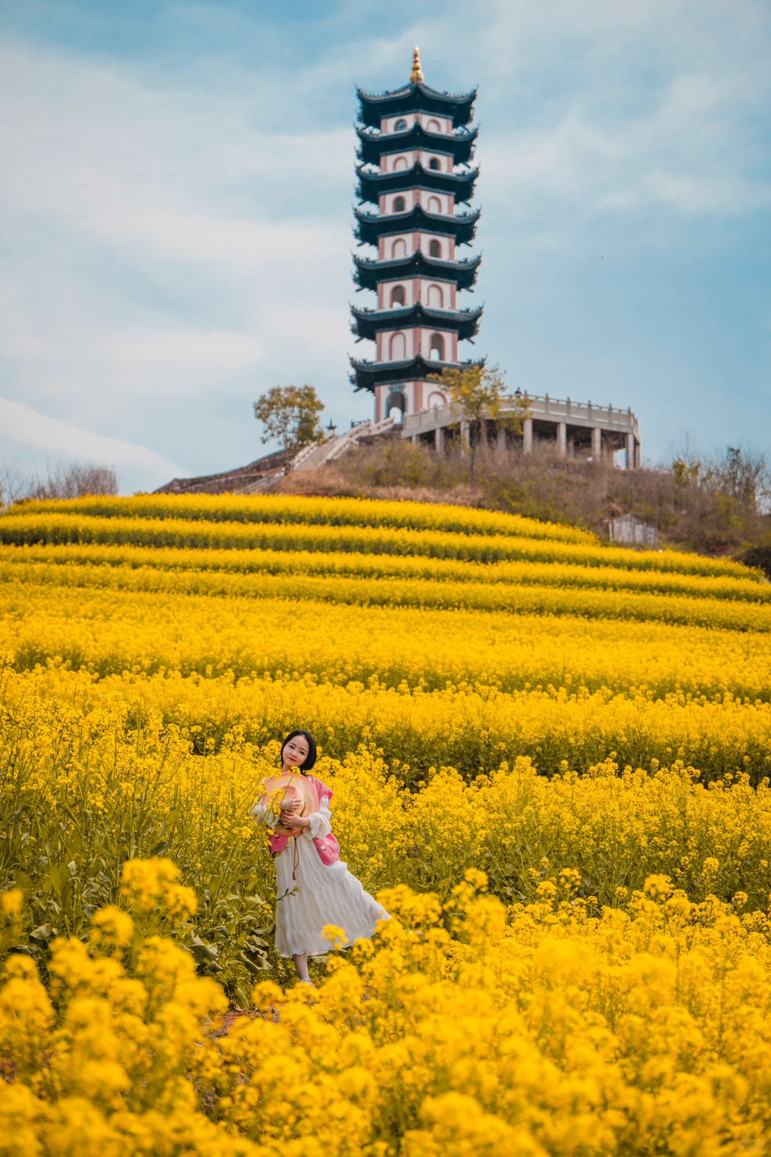 💛💚绝美油菜梯田，不用去婺源人挤人❗️