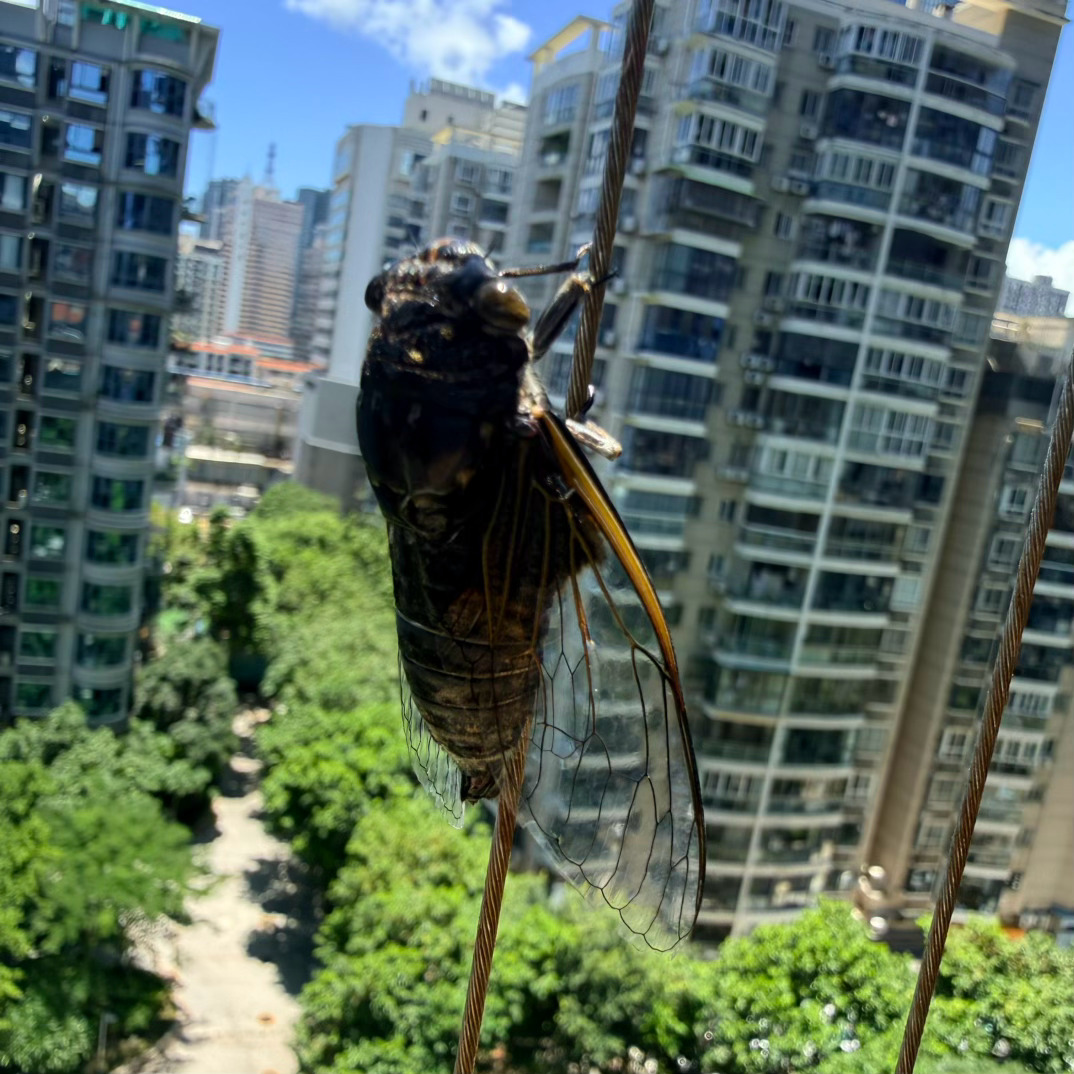 好家伙，窗边落了只知了，吵得嗡嗡响～ 