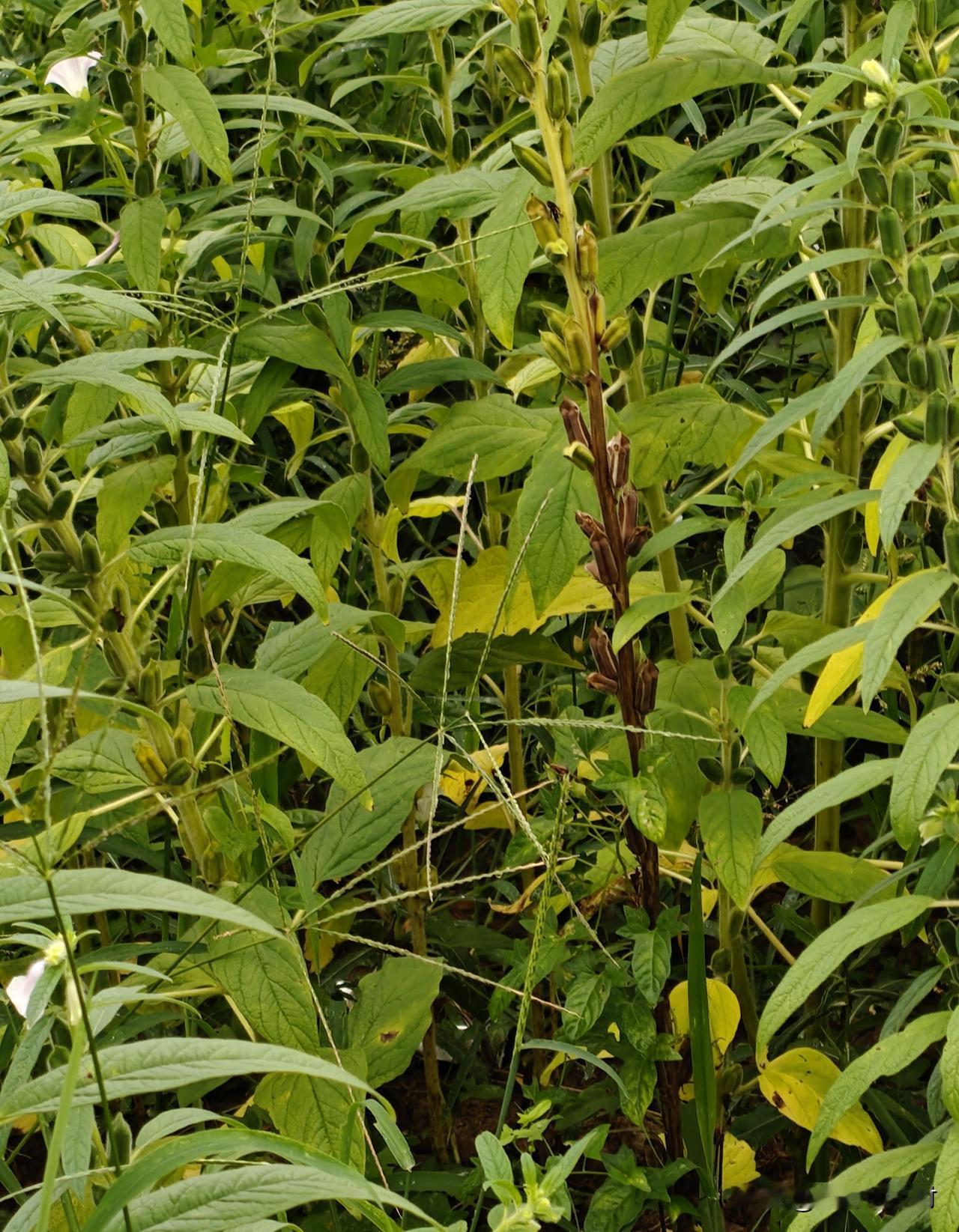同一天播种的芝麻，如今长得青黄不一，根源究竟何在？
我这块芝麻是清明过后10天种