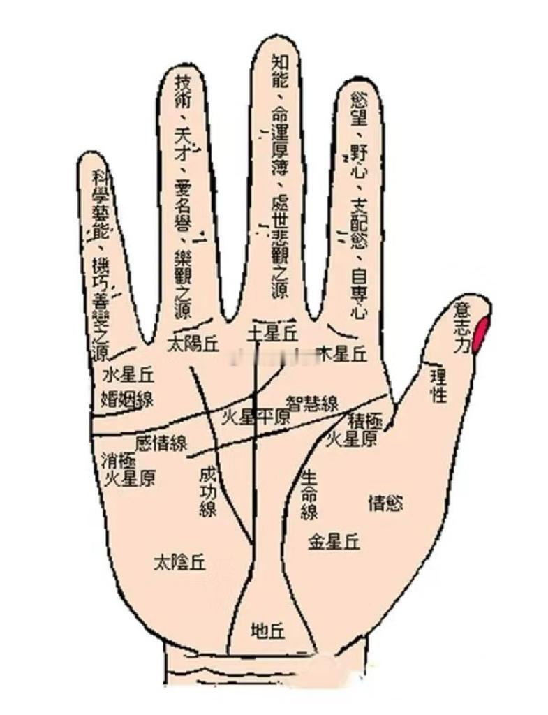 在掌心中若是出现两条长度相近的短纹交叉，形成的纹被称为“十字纹”。 十字图案的出