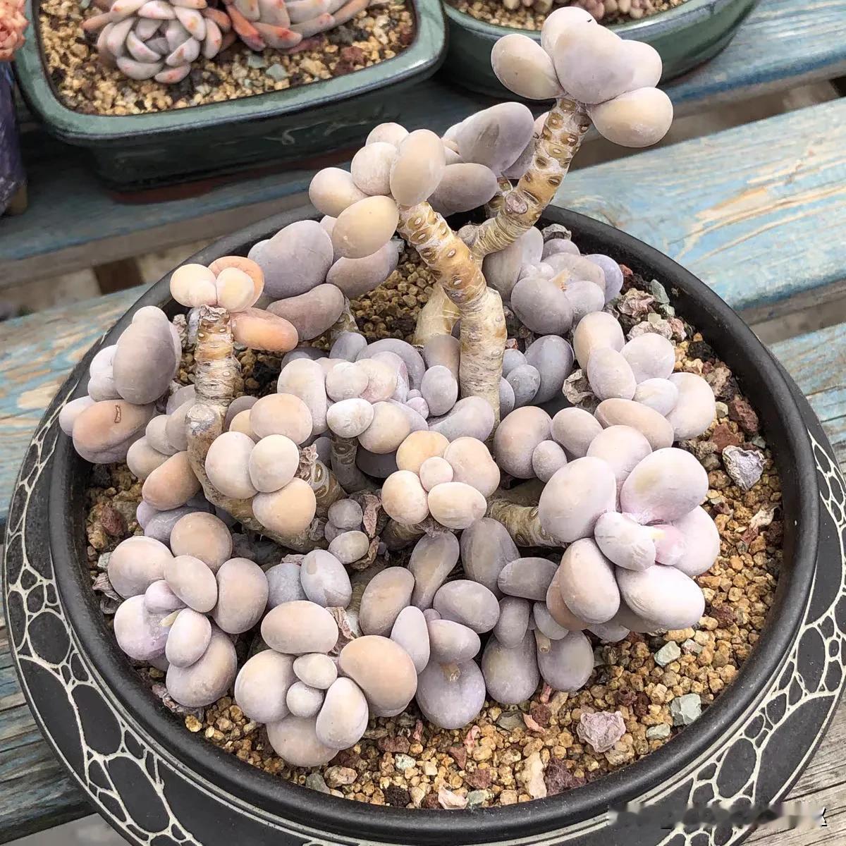 各有各的美，看看可有你的菜