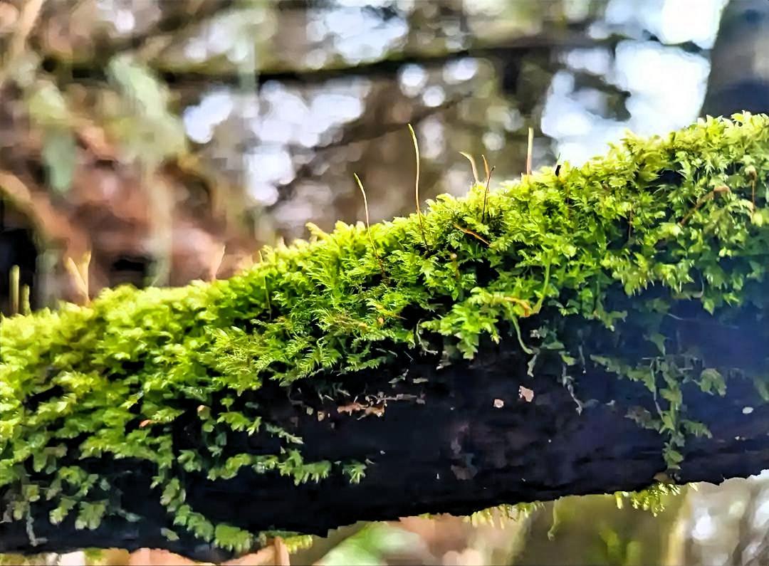 周围的空气静谧而清新，偶尔有微风拂过，带着山林间独有的芬芳。这棵枯树就这么静静地