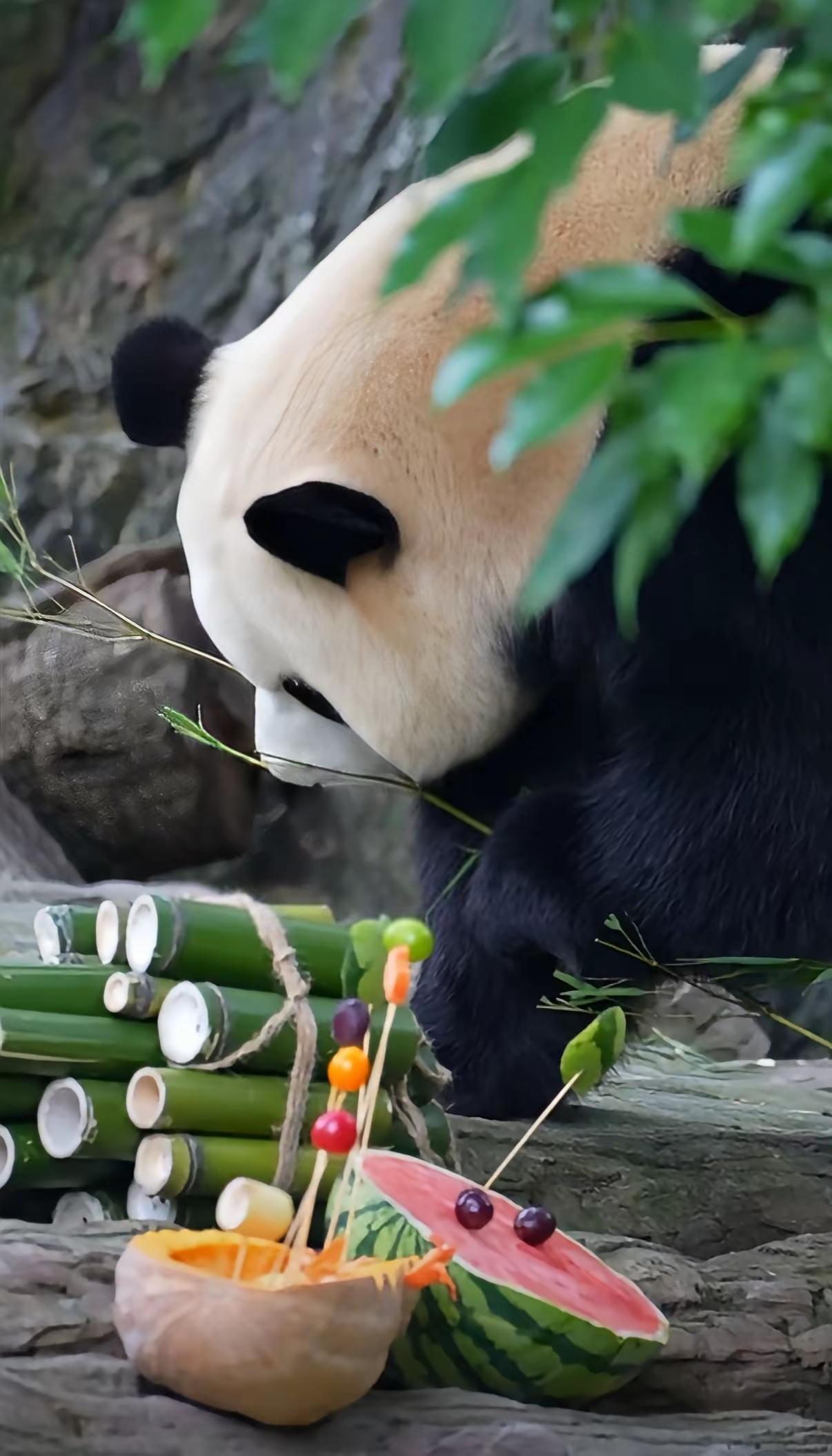 福宝福公主对吃的现在可没什么兴趣
话说神树坪这次准备的生日录播餐感觉还不错
看看