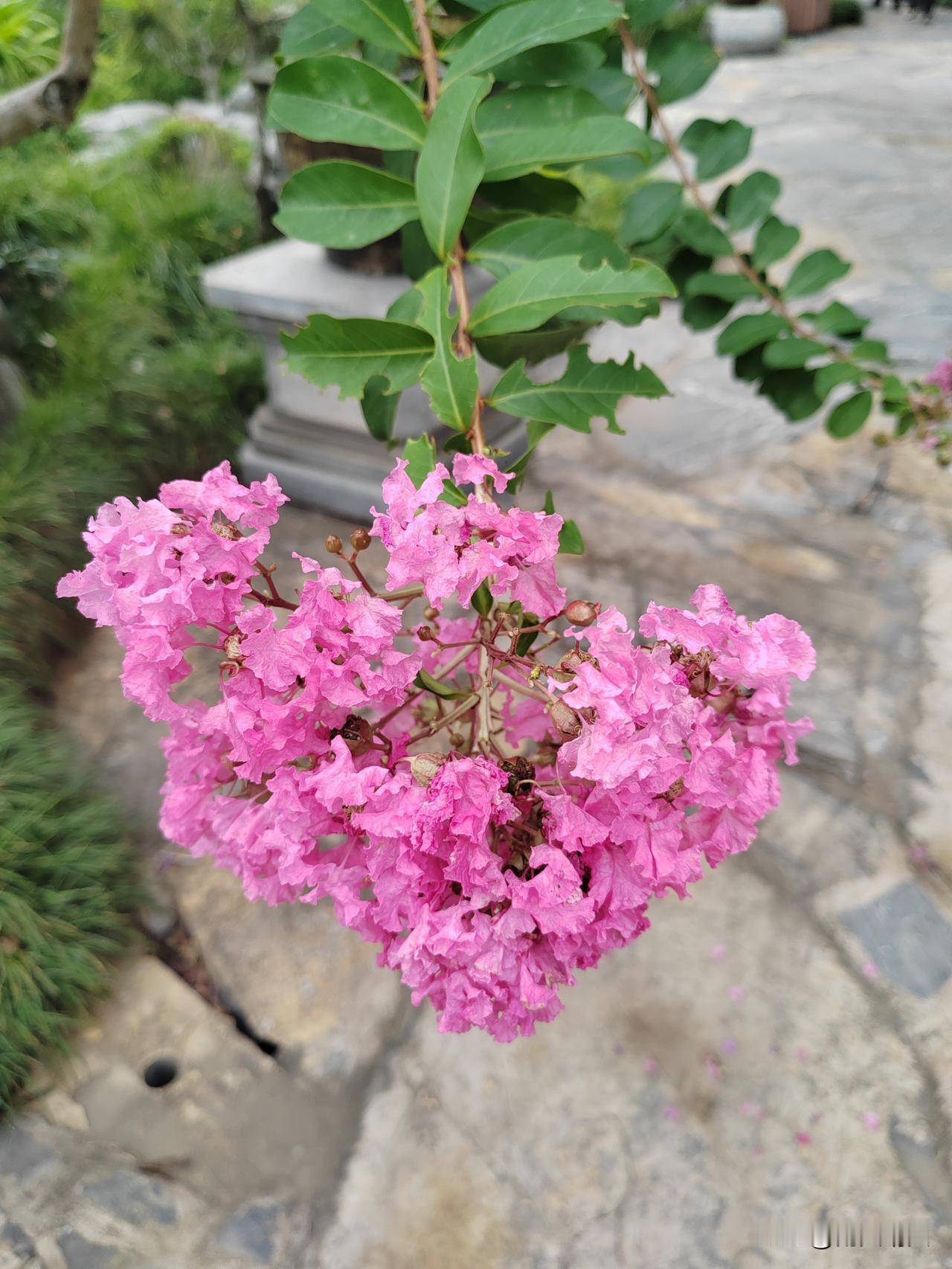盛开的紫薇花是夏天最美的色彩，花瓣层层叠叠，粉紫交织，微风拂过，花枝轻轻摇曳，淡