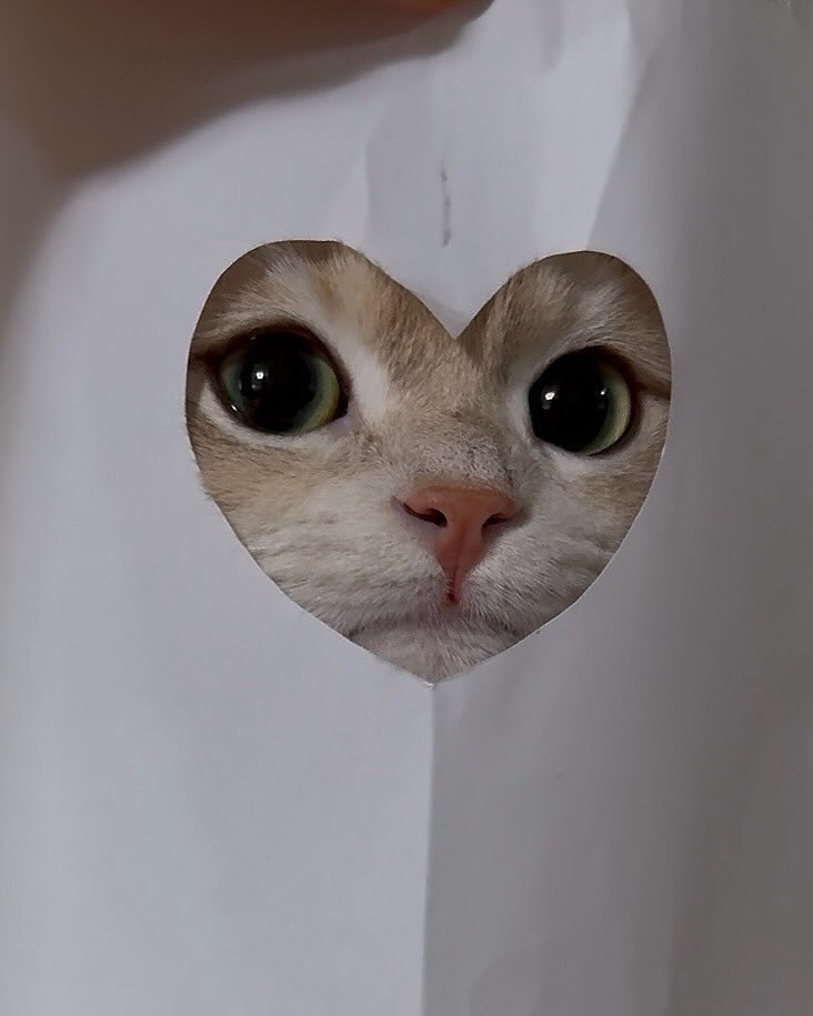meow🐈 