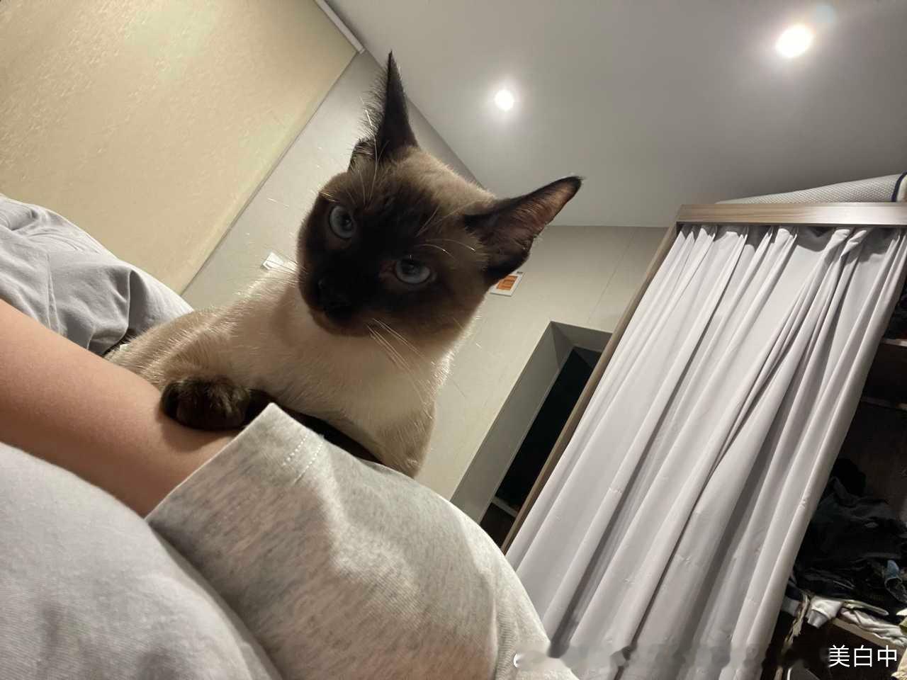 3997只黑脸找伯乐 