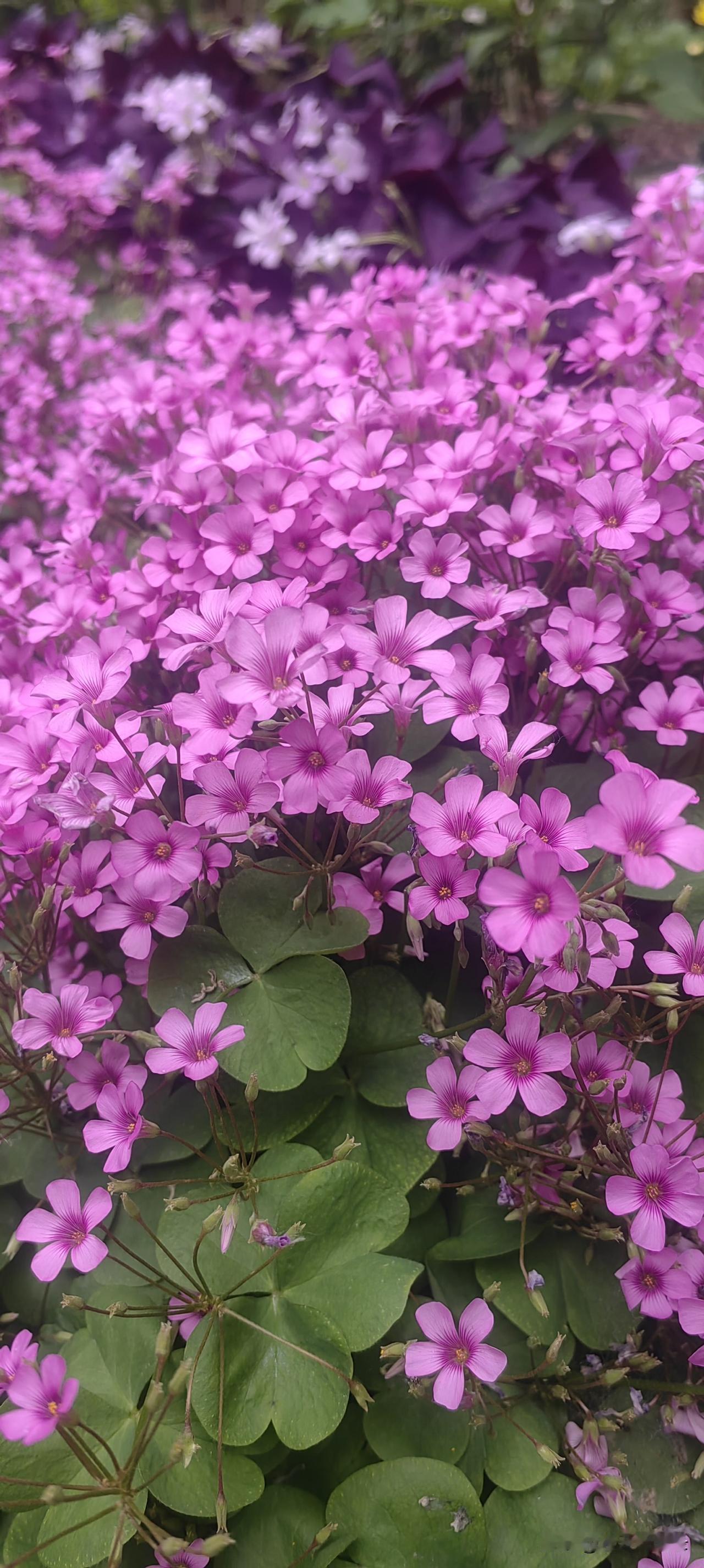 《闲居》
 
闲倚篱边看野花，
清茶一盏伴烟霞。
抛开尘事心头静，
坐伴清风度岁