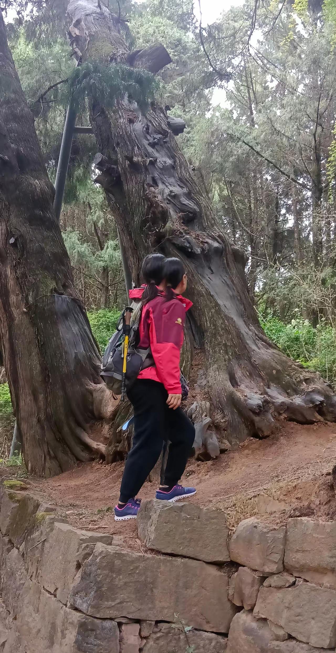 当你看见这根古树，欢天喜地拍照，最后发现这树竟然化身成了数条巨龙…
你是惊喜，还