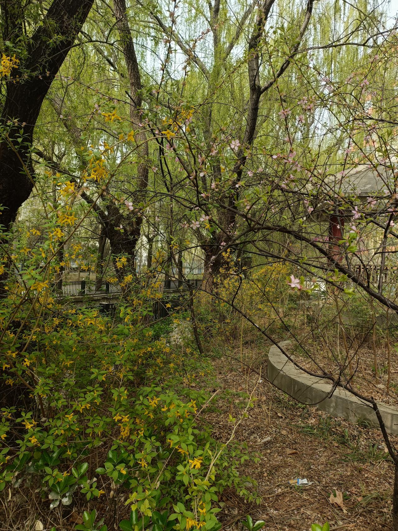 晒图笔记大赛小区里的风景也很美