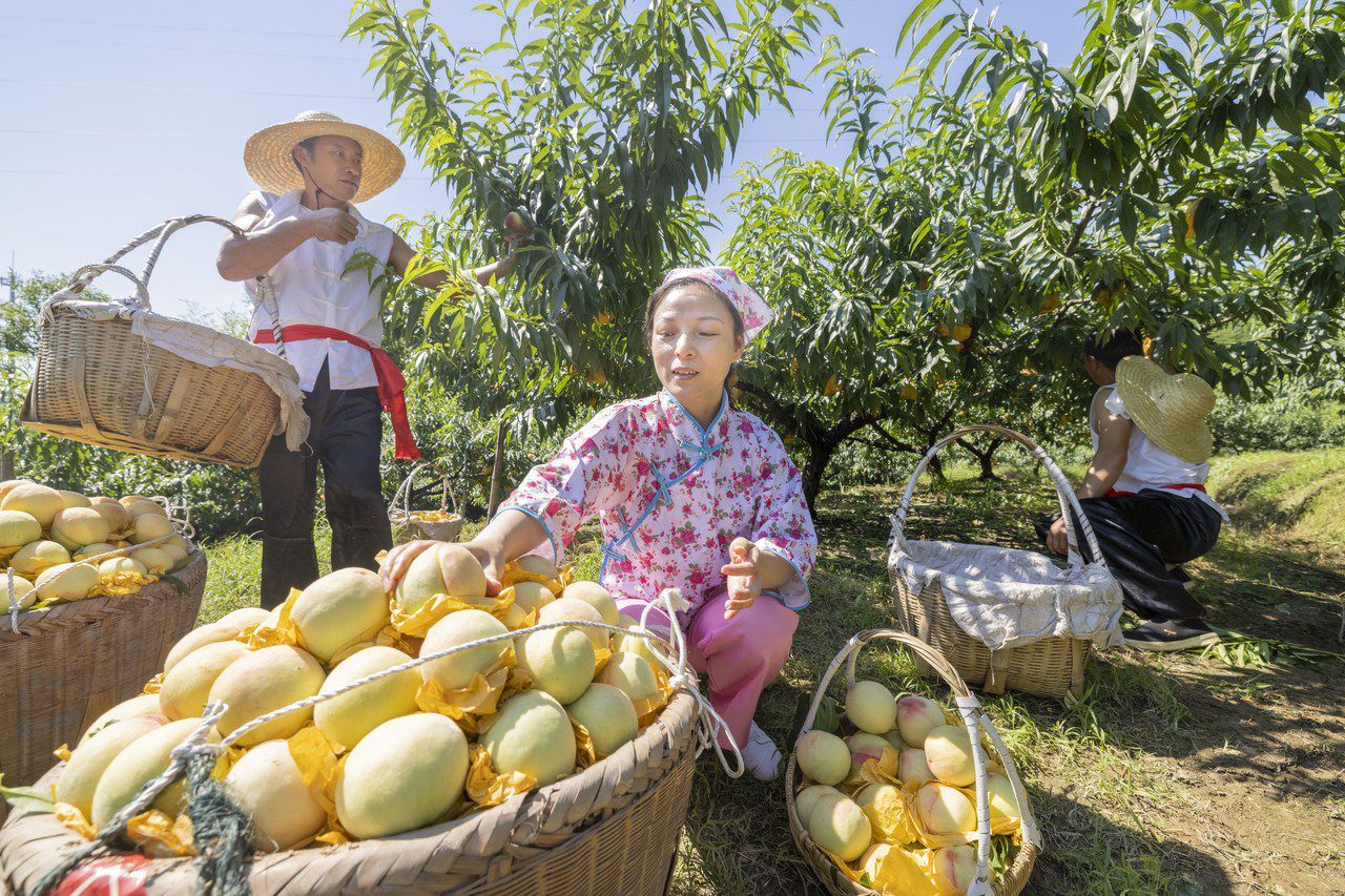 宁波奉化打造特色桃产业品牌飘香海内外 初夏将至，宁波奉化水蜜桃即将迎来上市季。当
