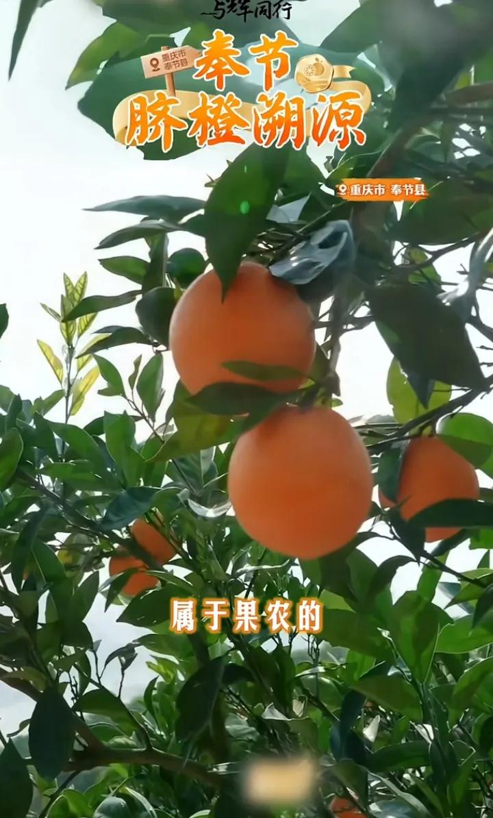 董宇辉重庆奉节行最后小结其实是点睛之笔
既有文字的优美
又有情感的丰沛
脱口而出