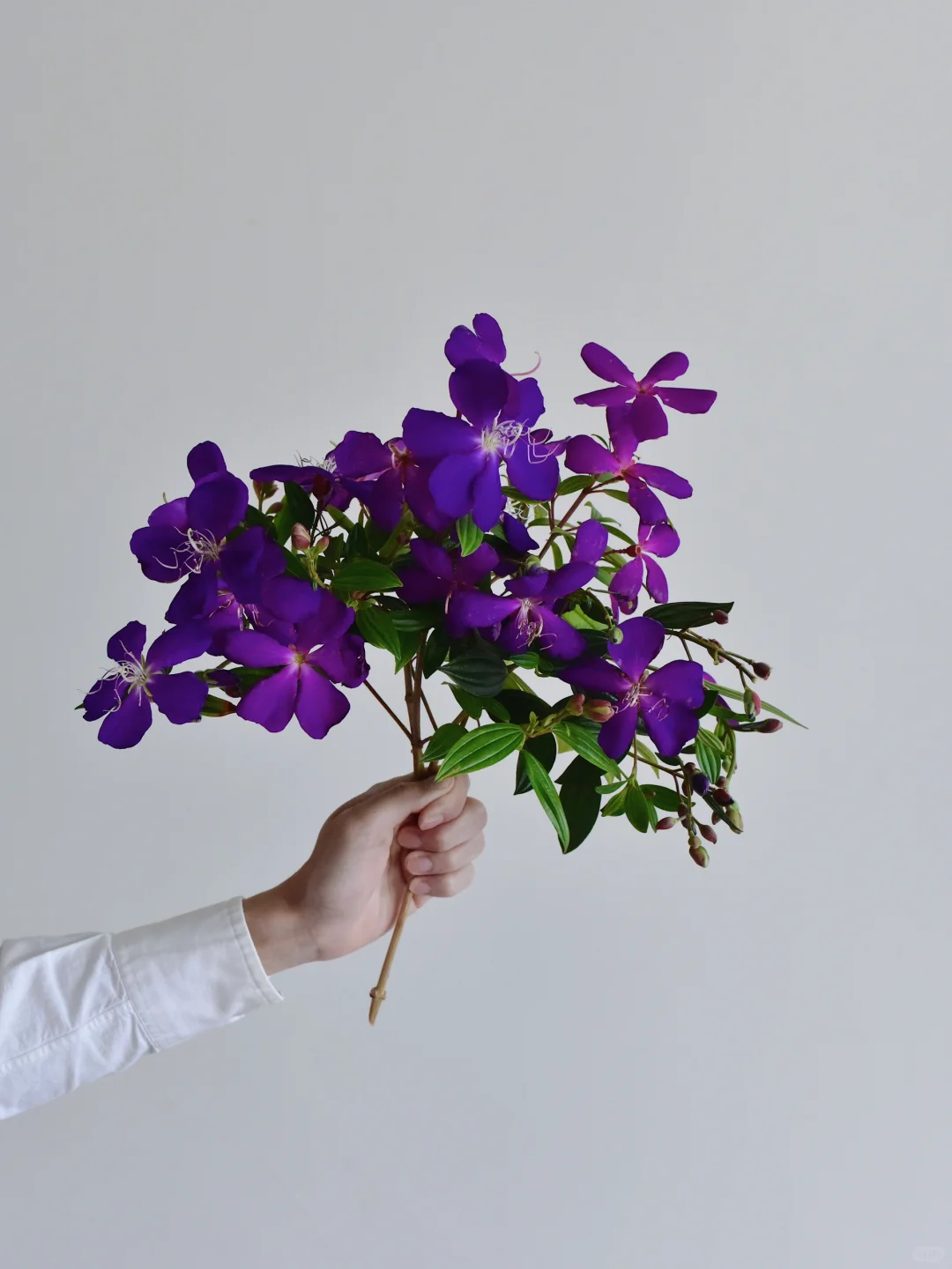 国产切枝·野牡丹