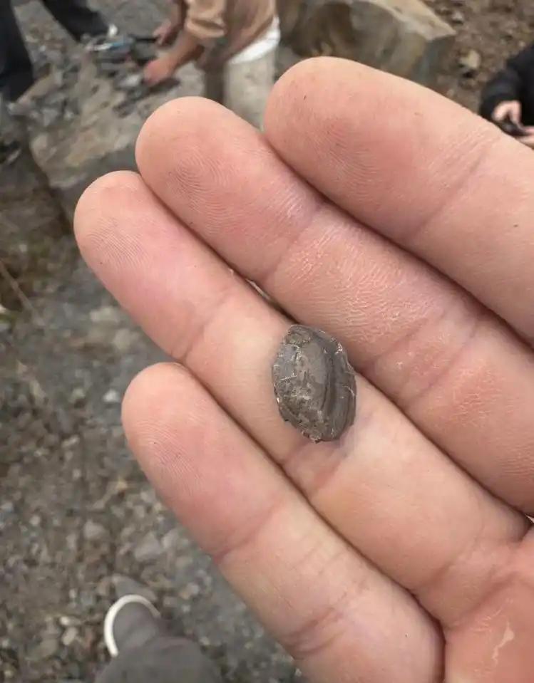 多人在重庆一公园空地挖「化石」，有人称挖到鱼化石，这些「化石」是真的吗？普通人可