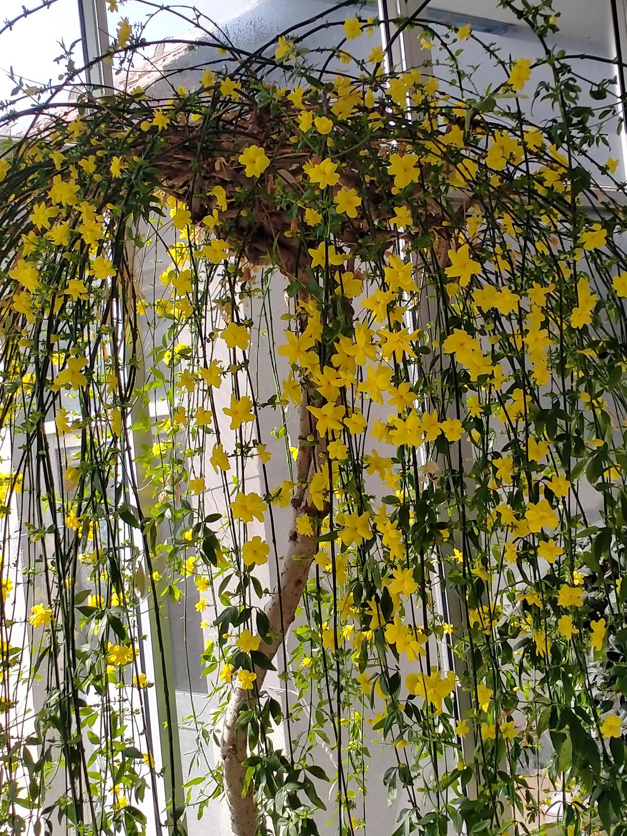 风吹绿柳摇姿色，
山坡蝶飞花伴舞。