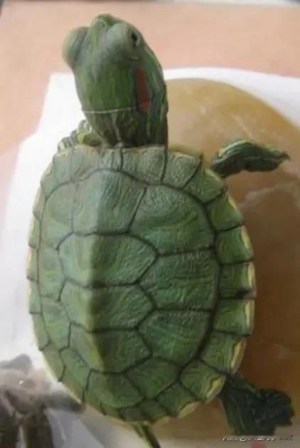 国外生活趣事分享（原创）
我们在巴基斯坦工作时，每逢周日闲暇，便会前往附近的河边