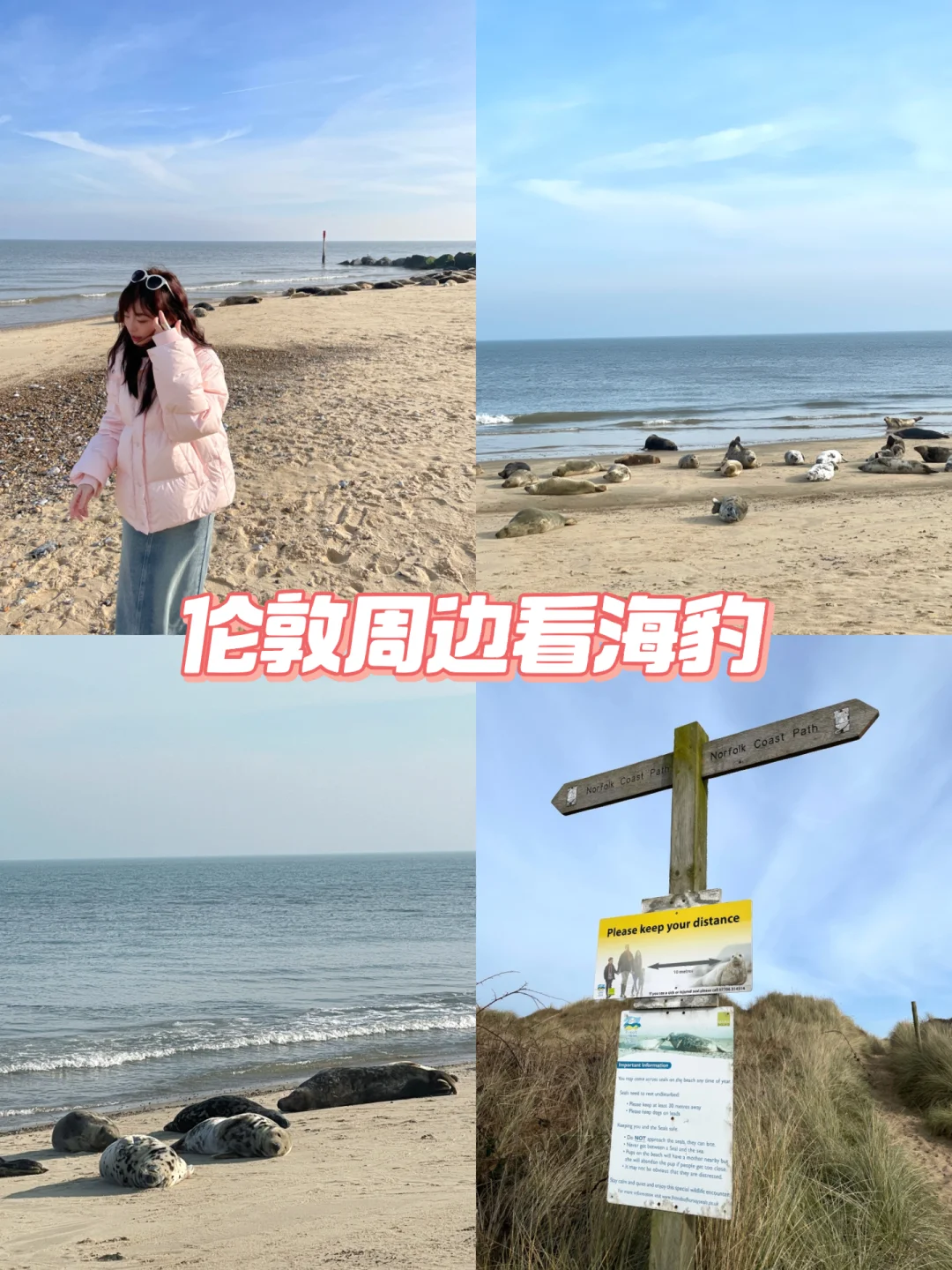 🇬🇧伦敦周边还能看海豹？