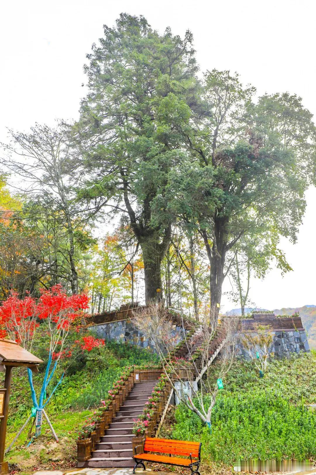 四月的广元，是杜鹃的天下！从盐井河峡谷到曾家山草甸，这条大环线的杜鹃开得也太疯了