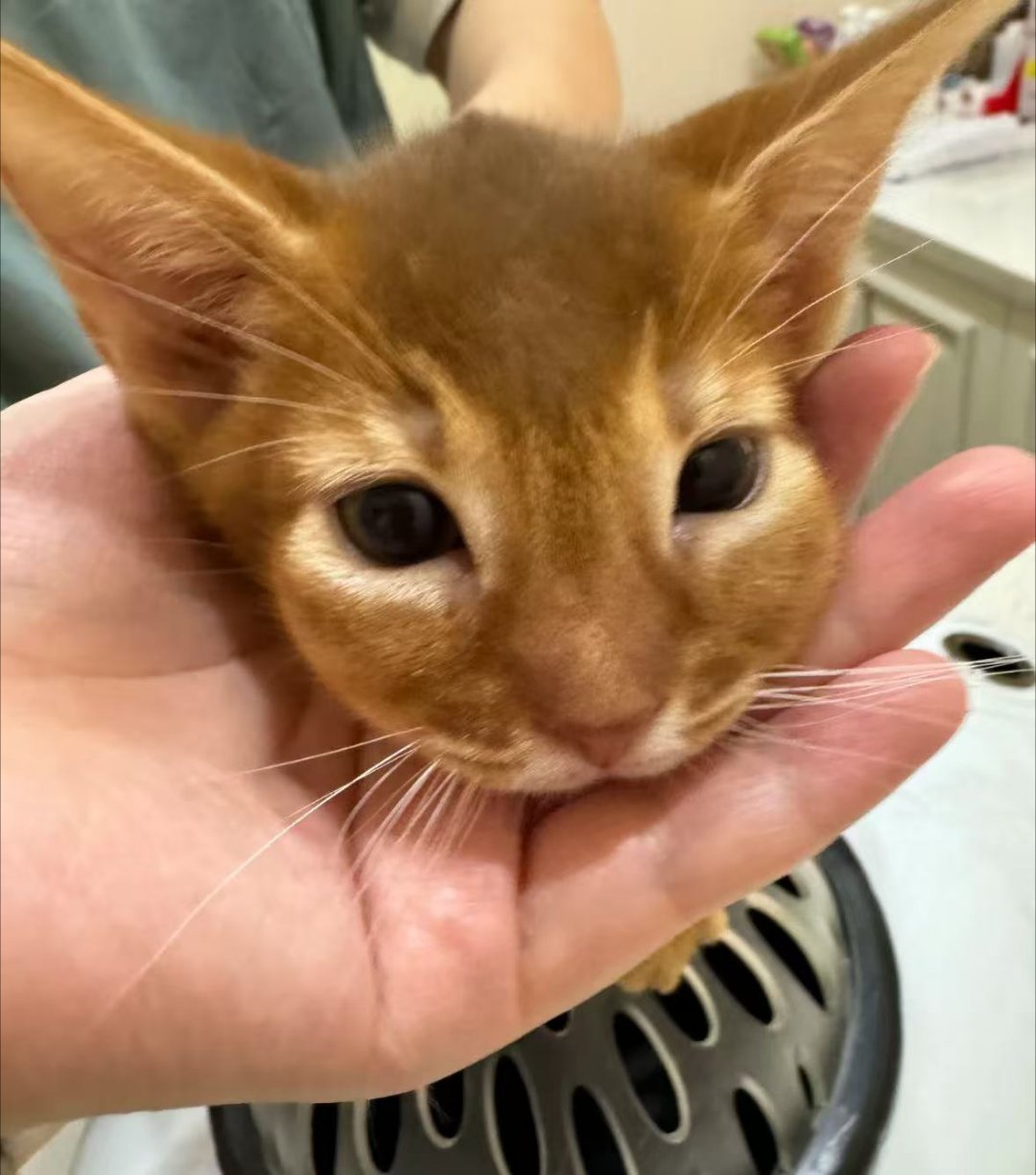 小猫用木薯猫砂过敏了[可怜] ​​​