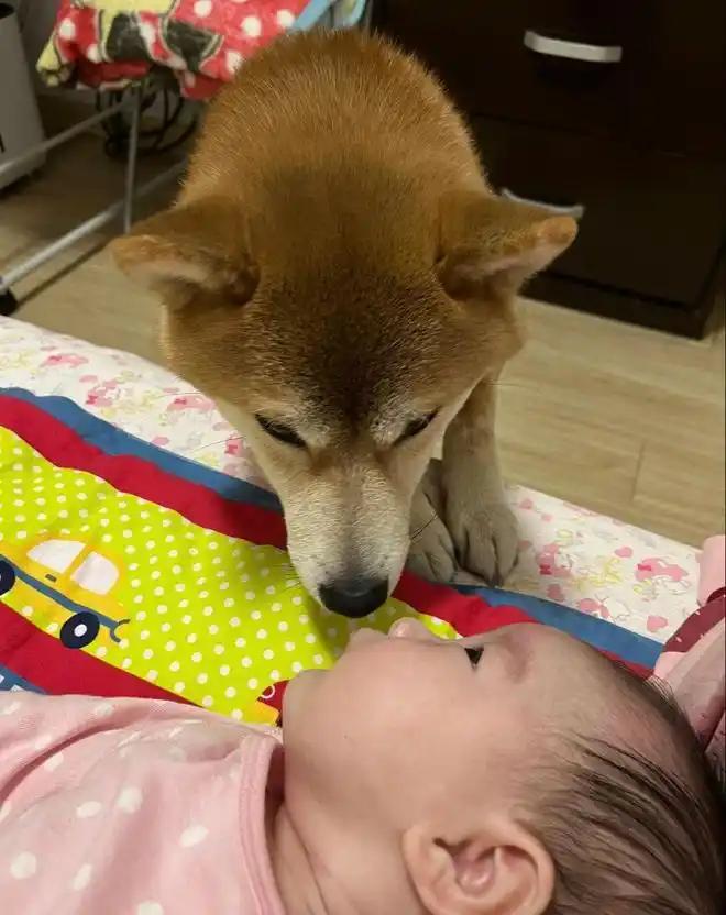 养了好几年的乖狗狗，转头就把刚出生十几天的宝宝脑袋咬了个对穿！这种事搁谁身上都得