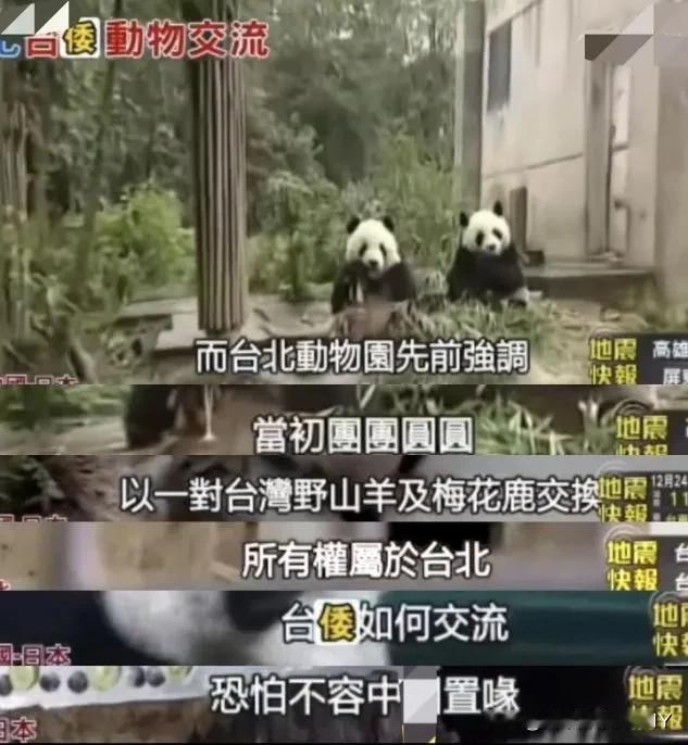 台北动物园：熊猫是大陆赠送的，与日方交换，大陆管不着！


12月24日，台北动