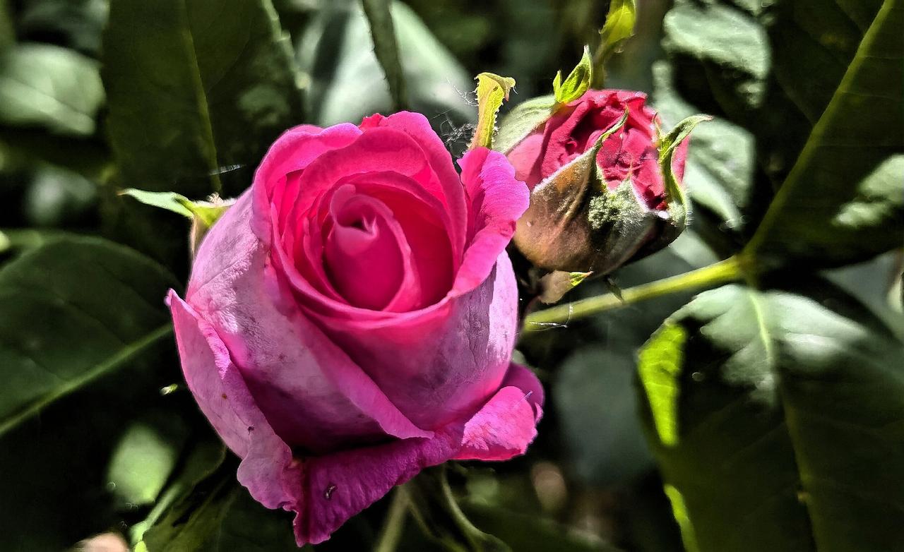 粉嫩玫瑰绽放，娇艳欲滴，美不胜收！🌹💕