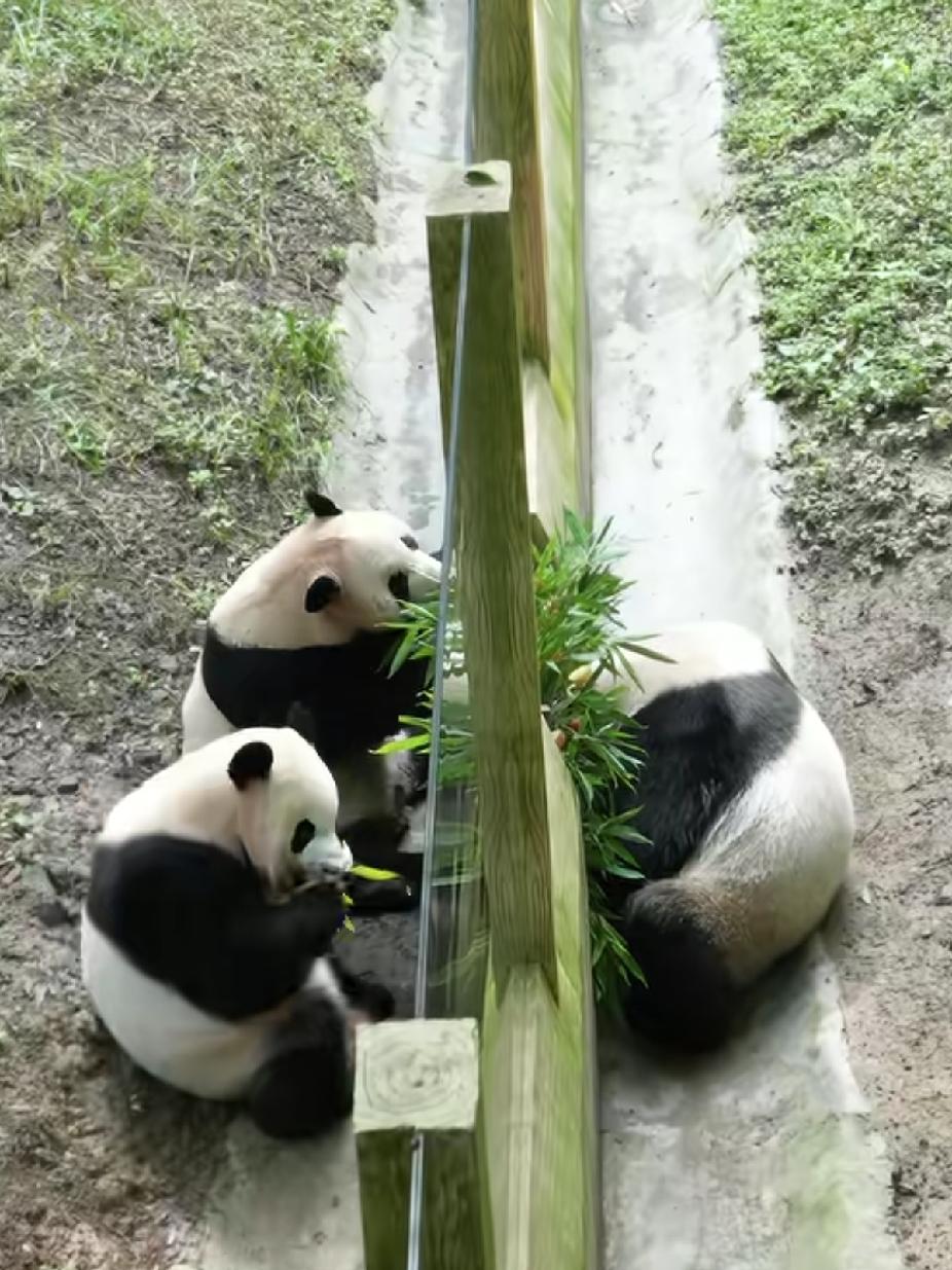 又能看到“虫洞三喜”一起吃东西了，必须为虫洞的奶妈点赞！[赞][赞][赞]

自