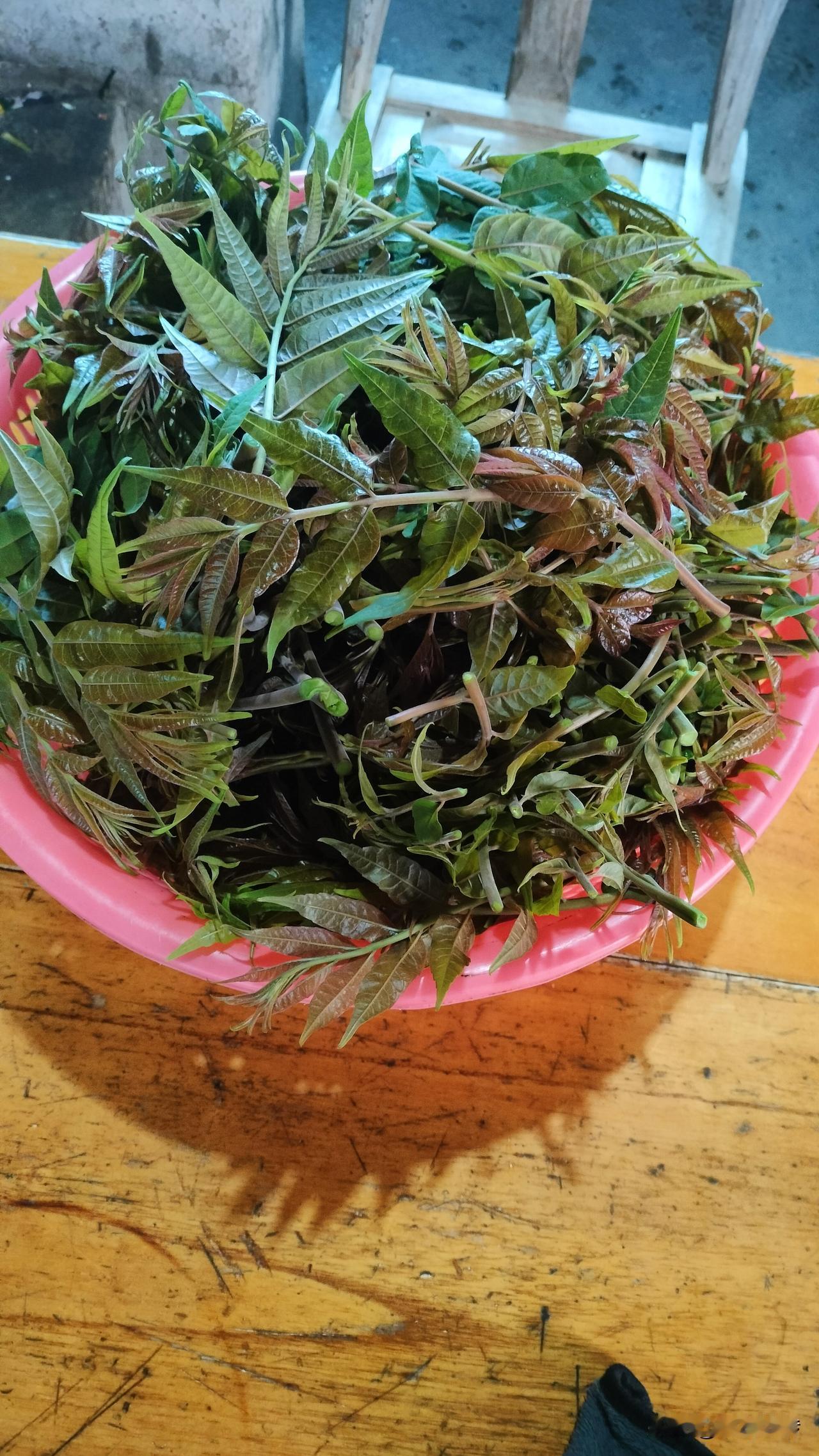 女儿说她同学都不吃香椿，说太难吃，闻着那味都受不了！女儿却满是自信地告诉她们：那