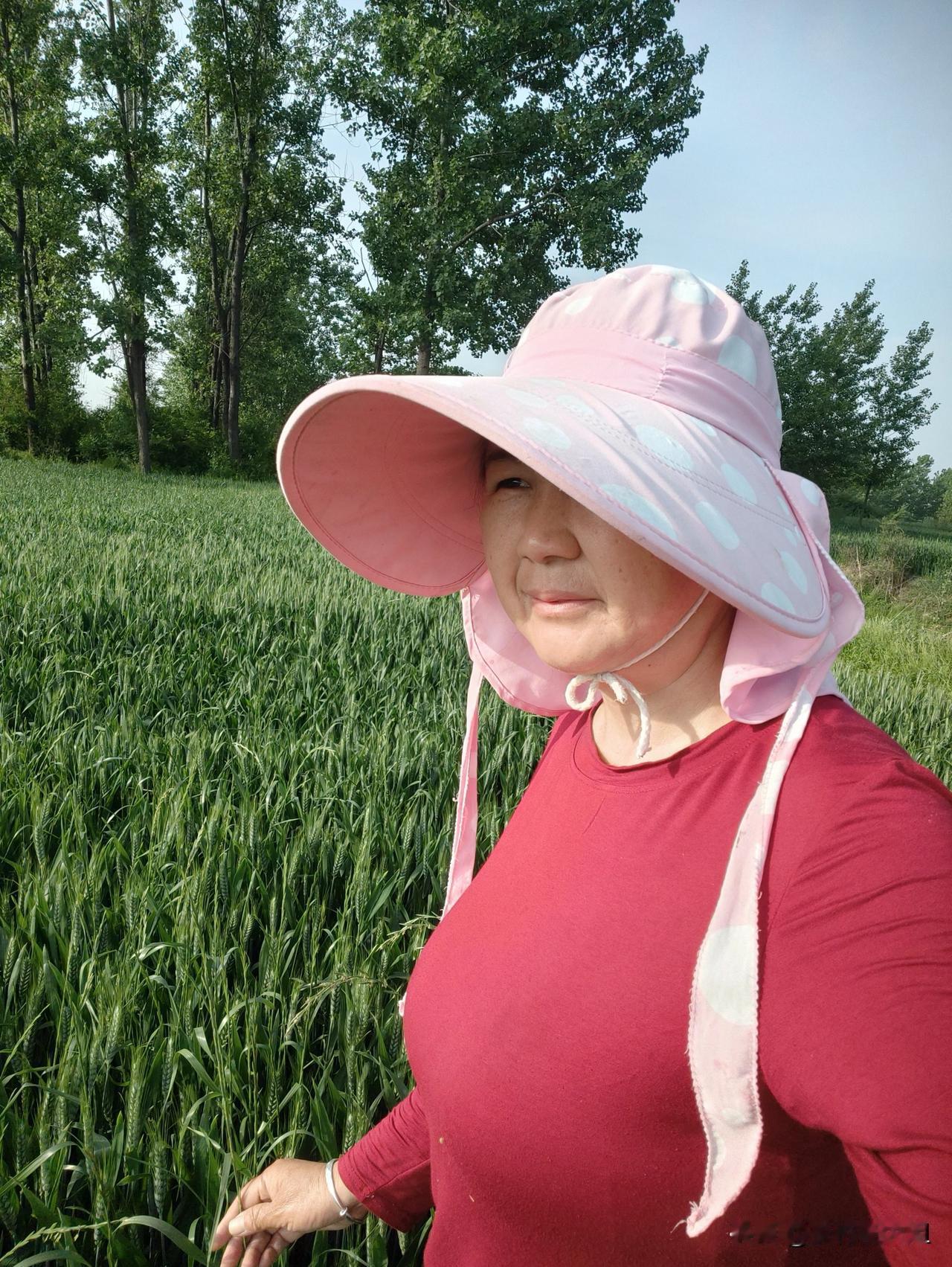 采茶回家，先看看小麦田，真愁人
 头采茶叶结束了，行情不好，20天挣了4000块