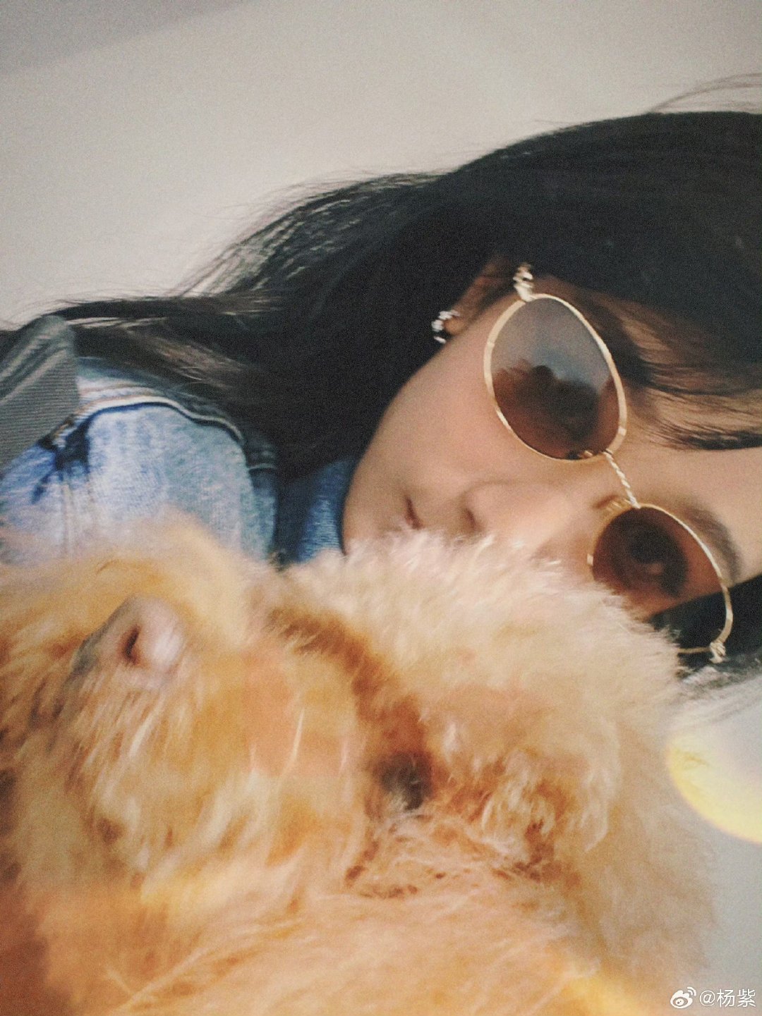 杨紫春天和小狗都很可爱杨紫爱小piu 杨紫世界爱狗日晒照～ 