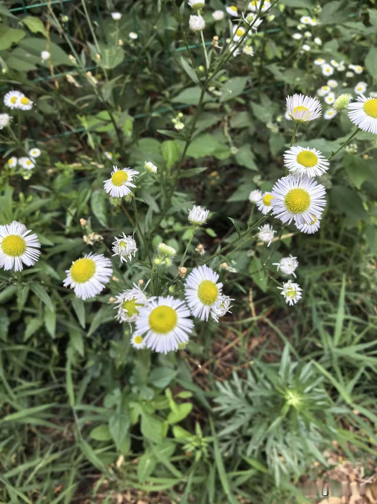 分享手机里的花花草草