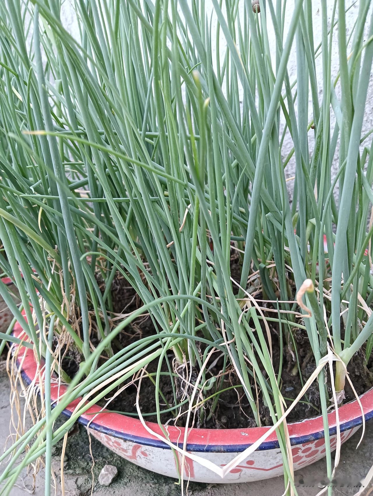 一盆长势不错的葱，看起来挺茂盛。