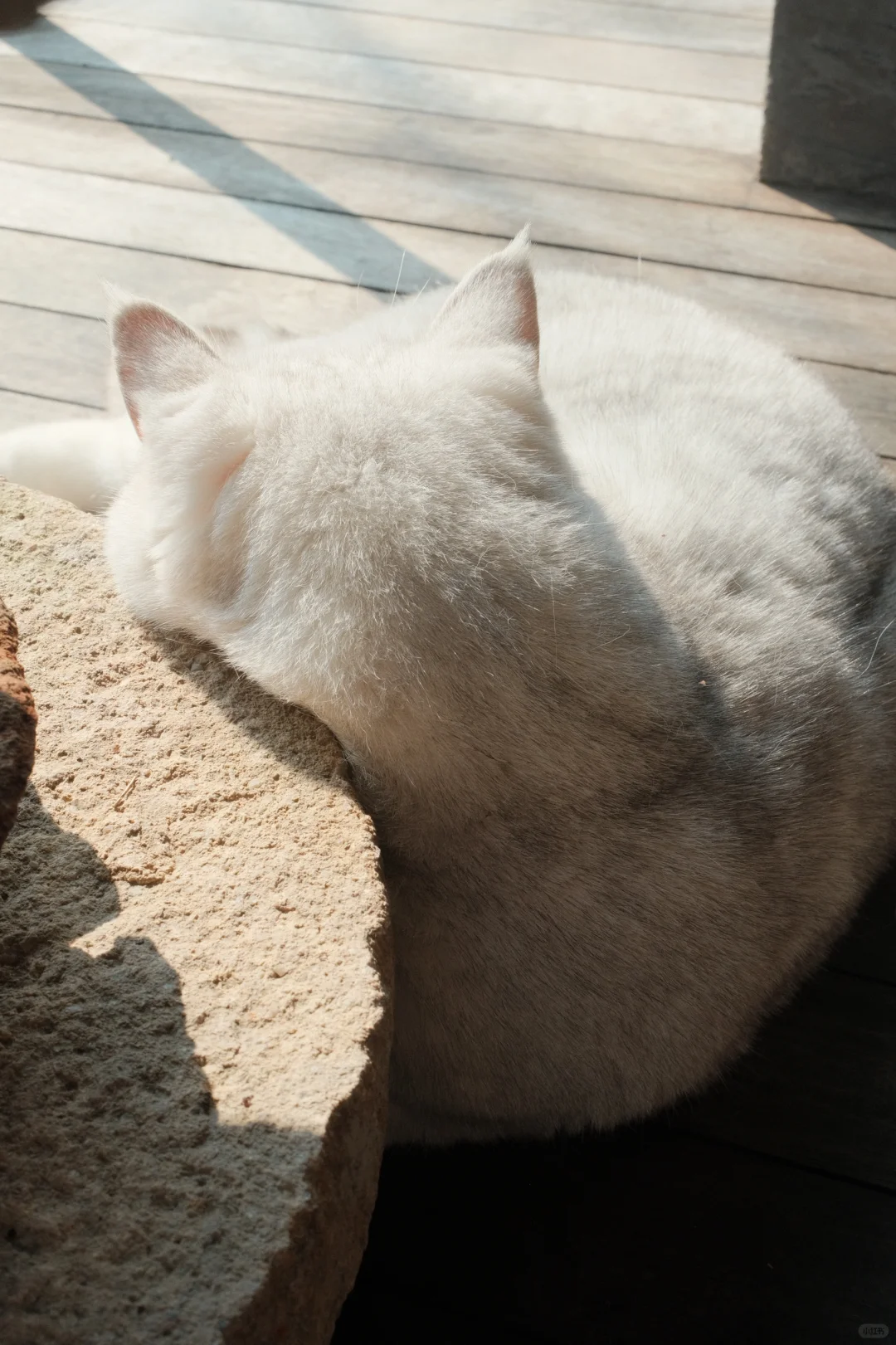 蓬松小猫