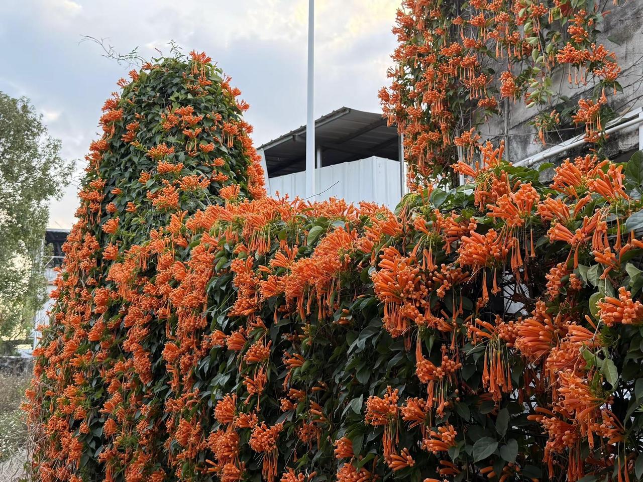 别再只知道三角梅了！炮仗花更喜庆 👋大家好，我是你们爱种草的小[光头新农人]！