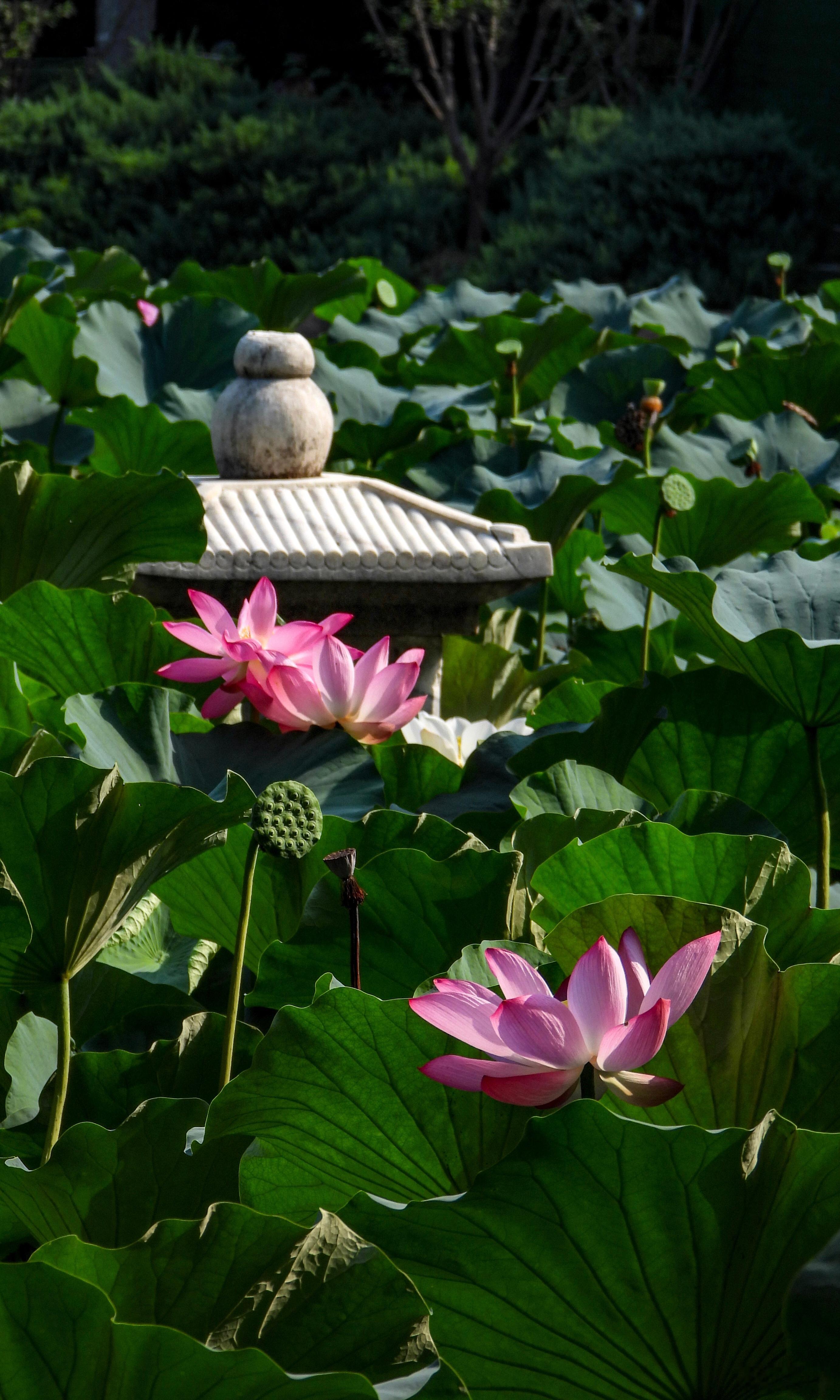【团结湖】柳阴蔽日绿无暑，荷叶连天香胜花。幽禽不会踌躇意，飞向湖天点云霞。摄影​