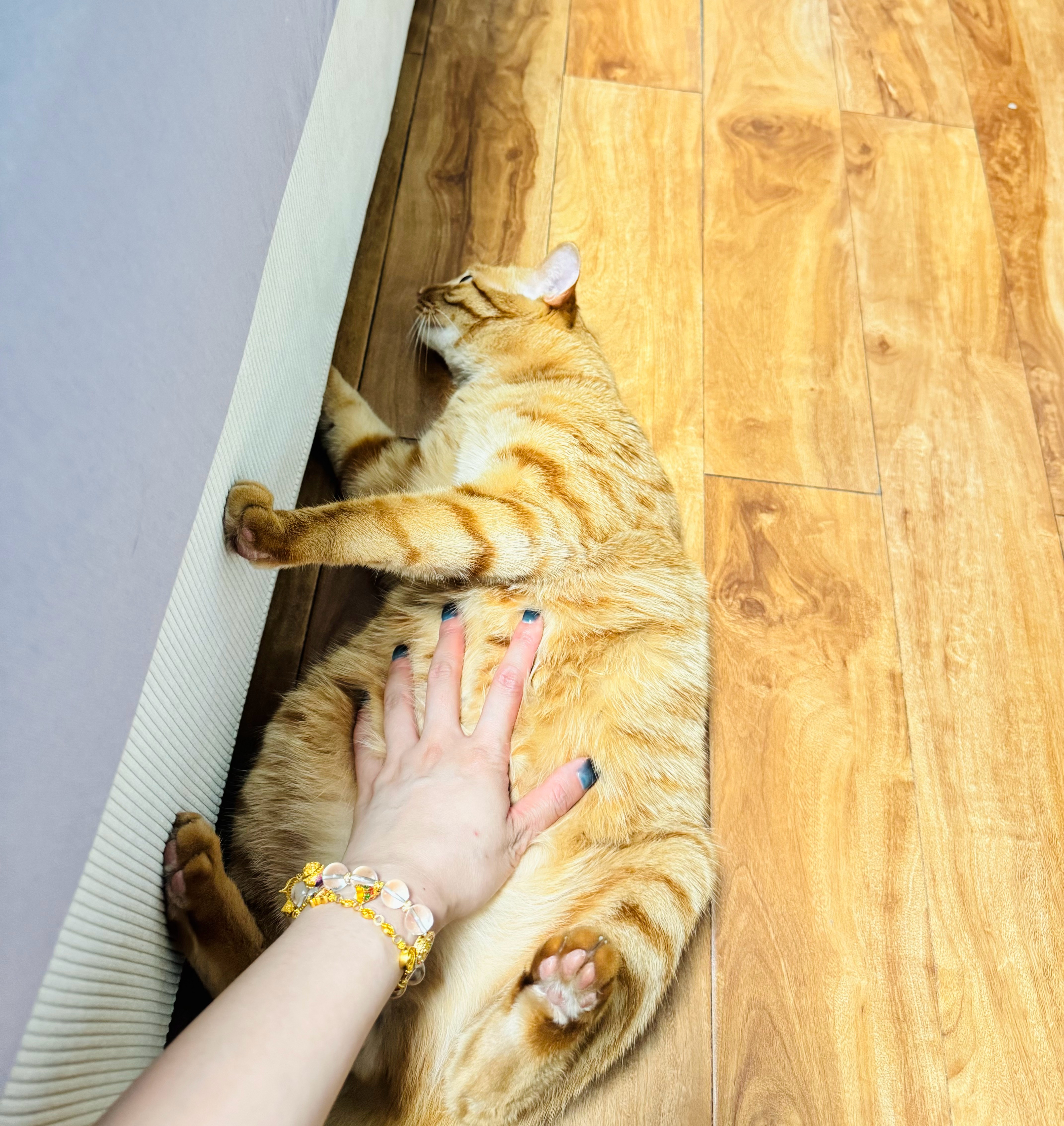 小猫咪翻肚皮就是让摸摸