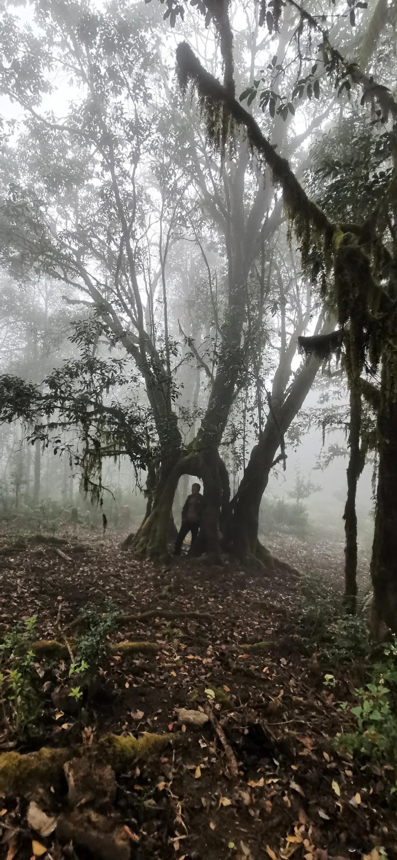 要分辨普洱茶 是否为古树茶 ，可以从以下几个方面入手：

  • 观察外观：古树