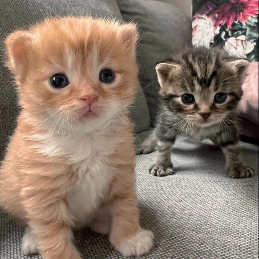 •՞ 🧺⸝⸝ 🍼 ⁺🐈 