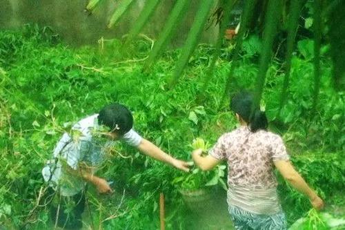 我认为偷菜的老人是因为穷或者退休工资低，偷偷摘点别人种的菜补贴家用。不然，还能有