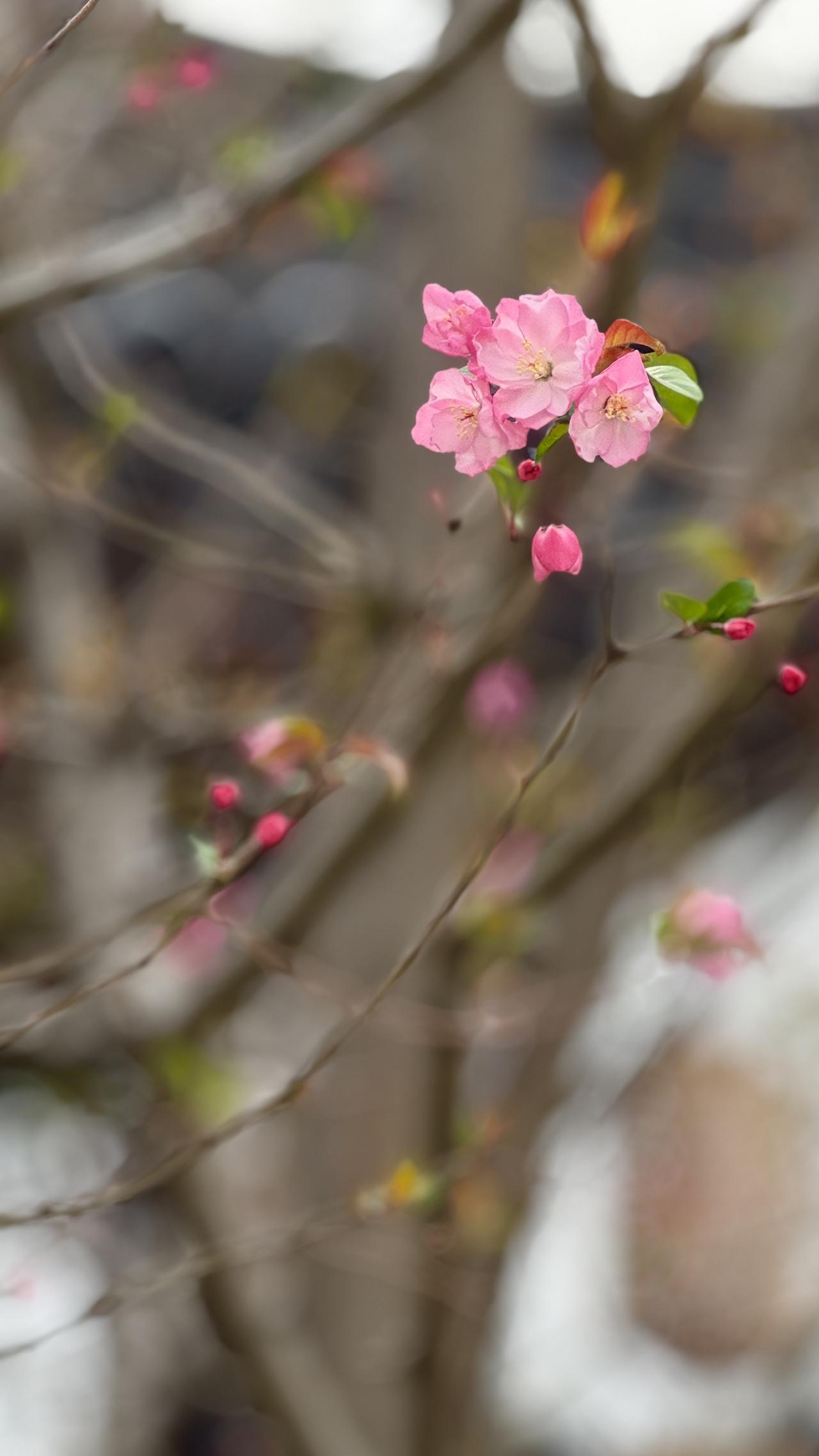 今晨沿河散步，忽见岸边海棠已悄然初绽。寻了一处心仪的角度，拍下这帧春日初醒的温柔