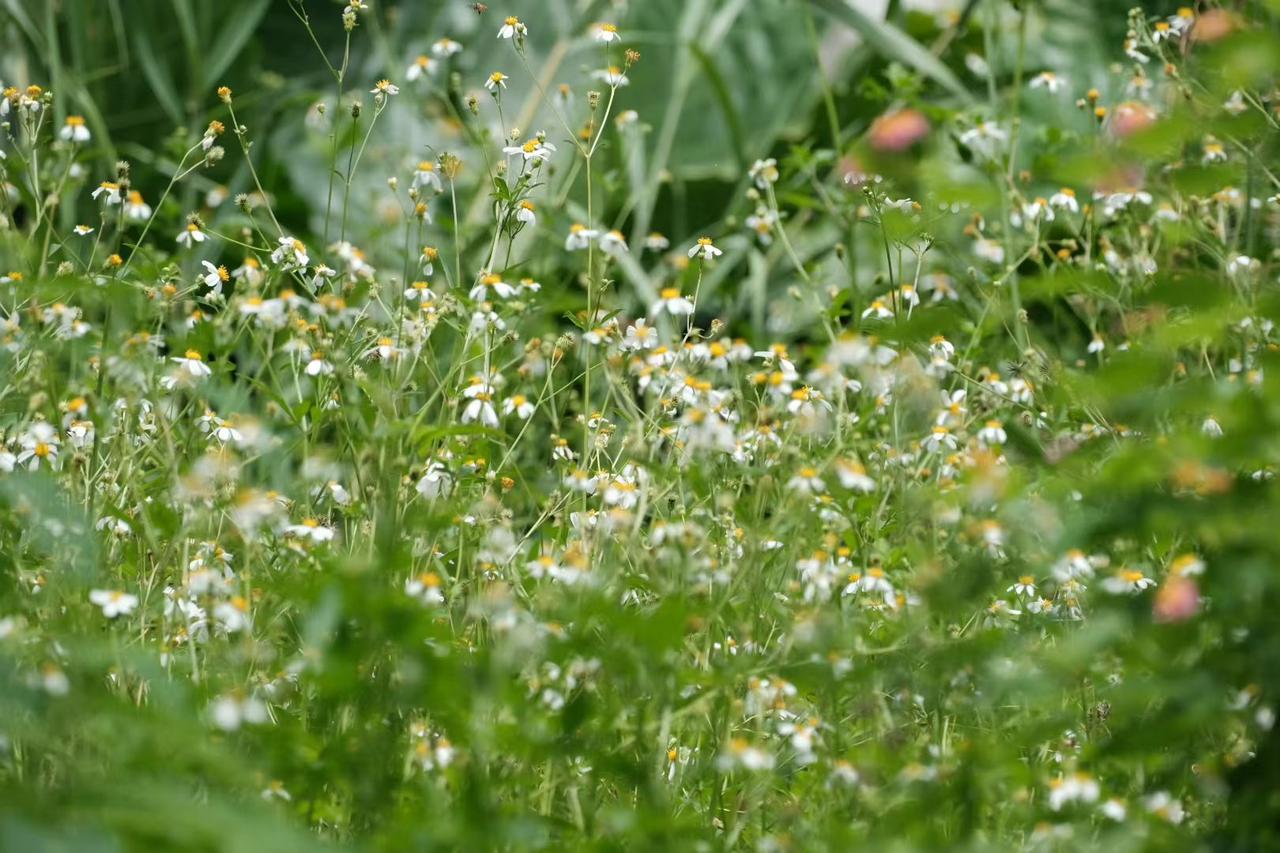 童话
      这里的景色把我带到了童话世界里，那么安静，祥和，美好。