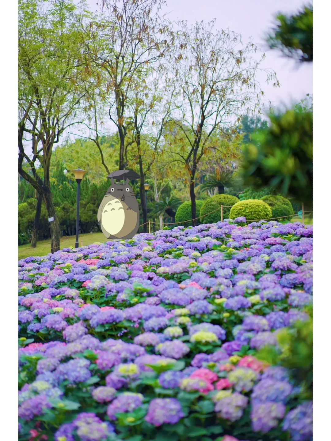 OMG！雨天的绣球花也好美！开满整个小山坡🌸