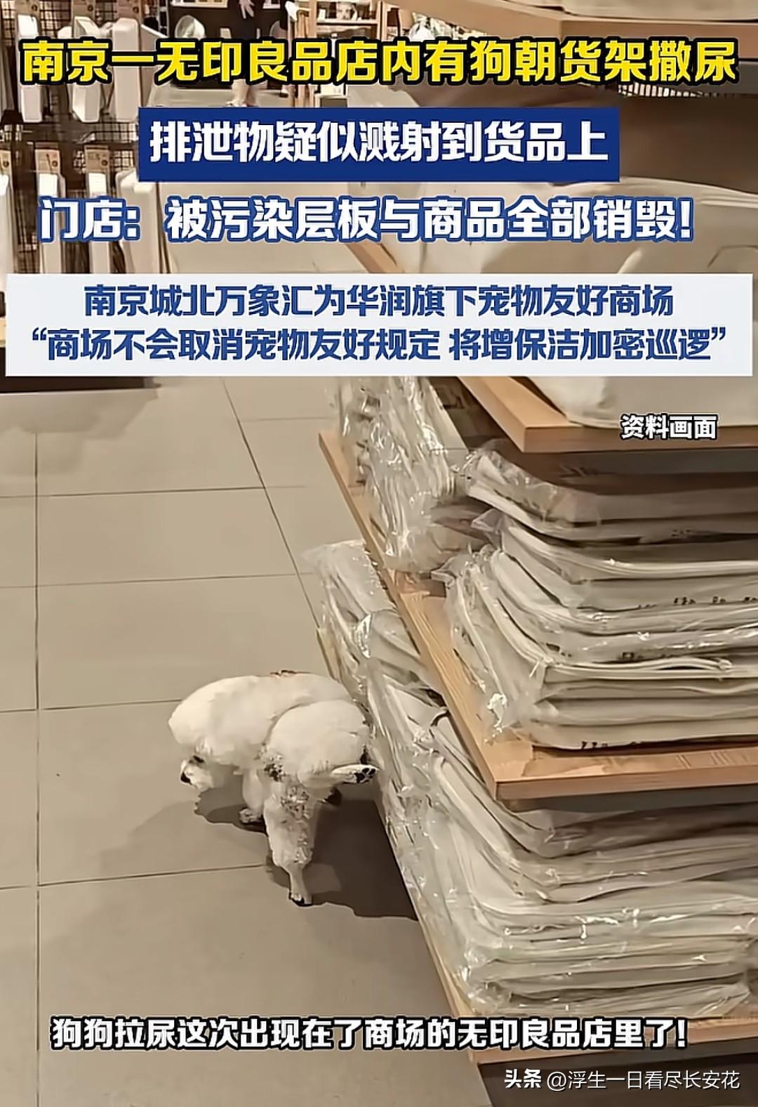 南京城北万象汇一家无印良品店，一只比熊犬在货架上撒野，这一幕正好被别的顾客拍到并